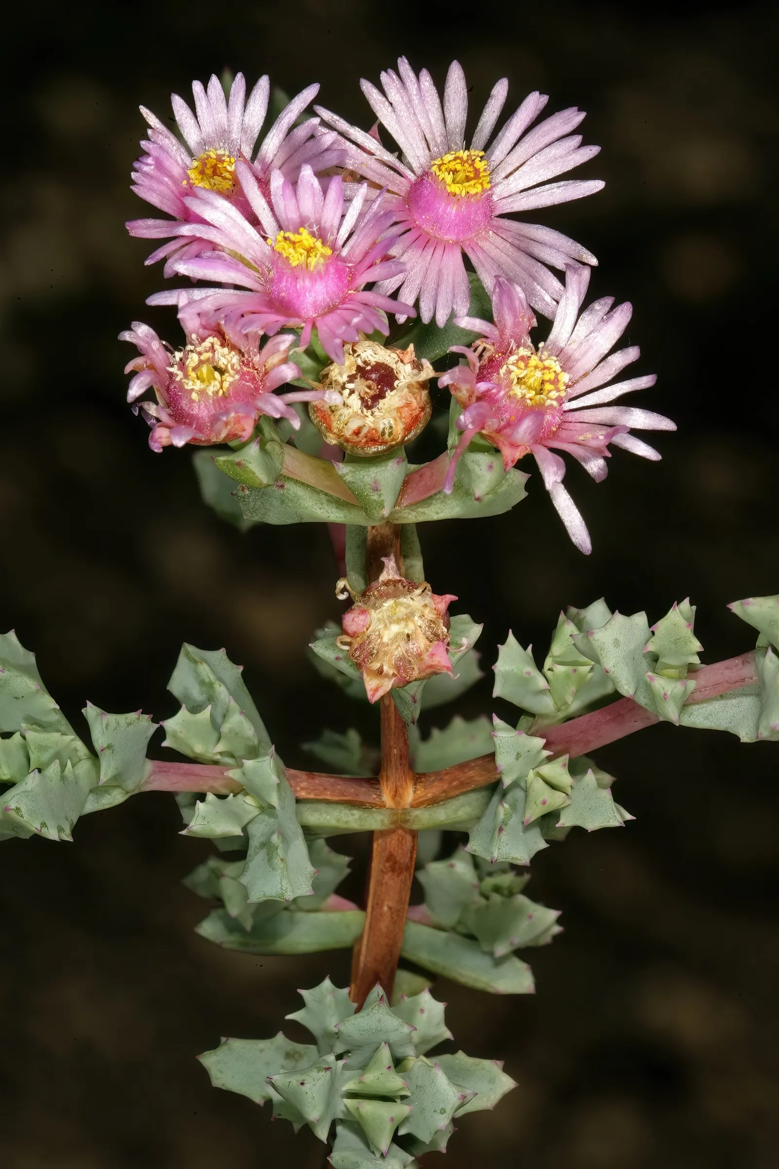 Deltoid-Leaved Dew Plant (Oscularia Deltoides) — and blooms profusely in spring; lavender and pink flowers in the garden
