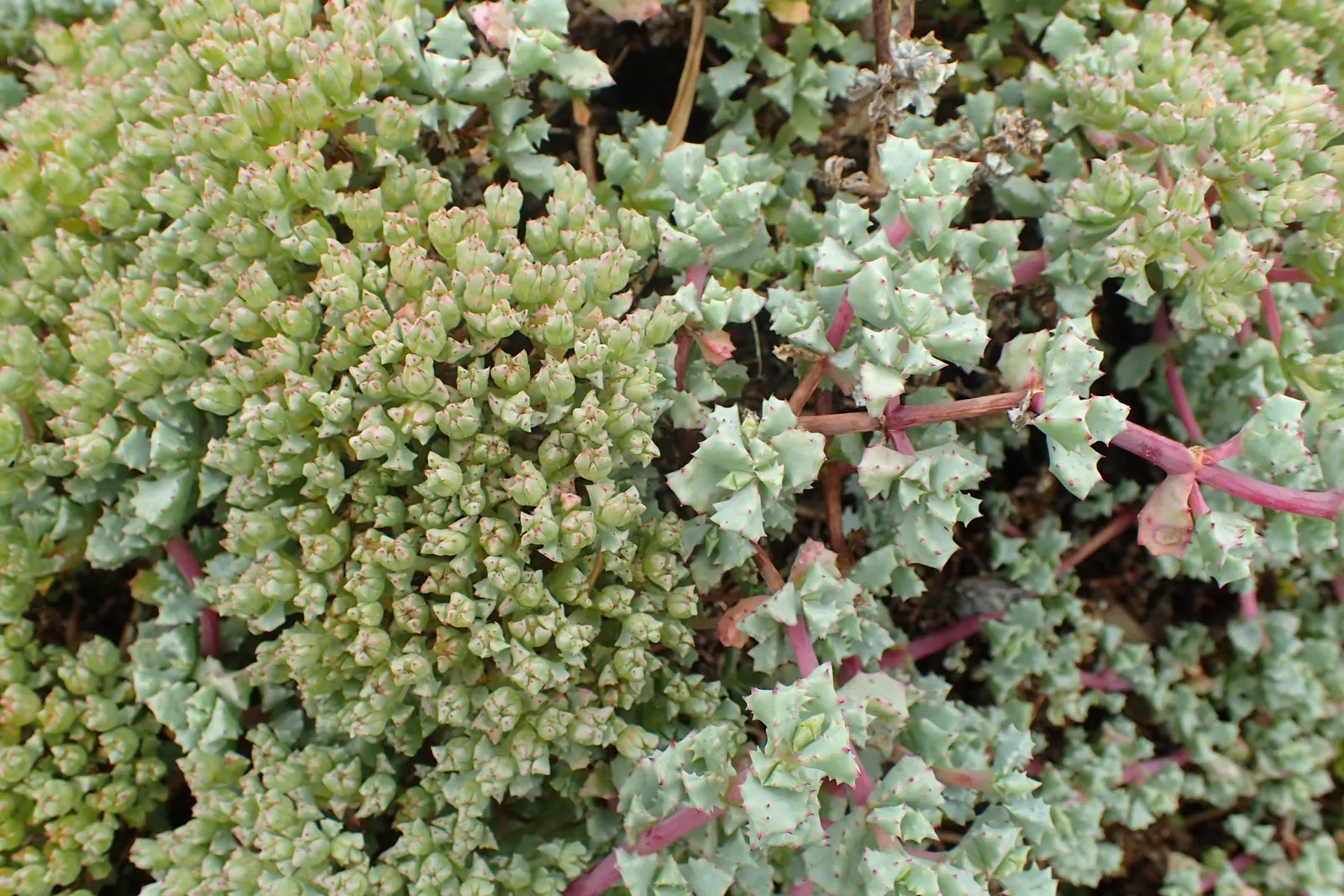 Deltoid-Leaved Dew Plant (Oscularia Deltoides) — lavender and pink flowers in the garden