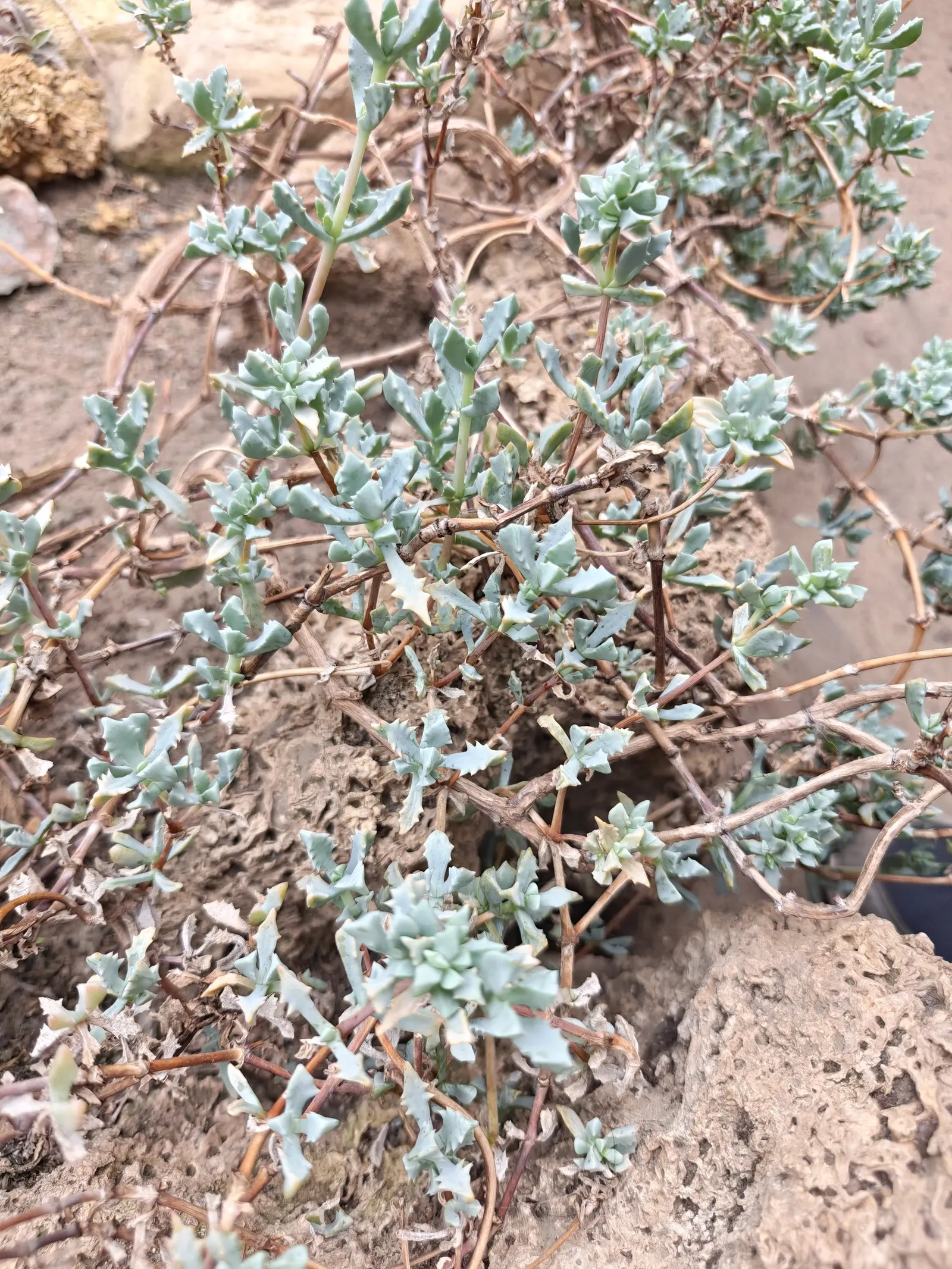 Deltoid-Leaved Dew Plant (Oscularia Deltoides) — Deltoid-leaved Dew Plant (Oscularia deltoides) is a succulent featuring fleshy