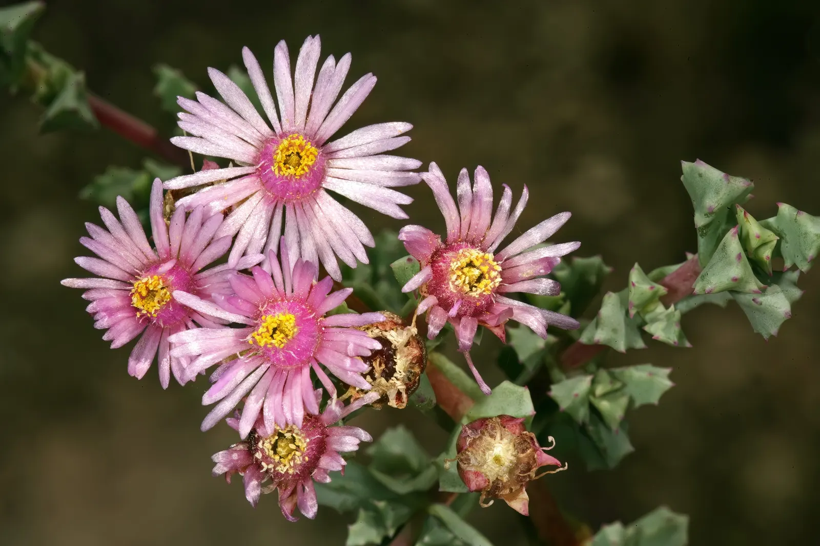 Deltoid-Leaved Dew Plant (Oscularia Deltoides) — which are a soft blue-green with reddish-pink edges; the plant is capable of handling poor soil quality, but