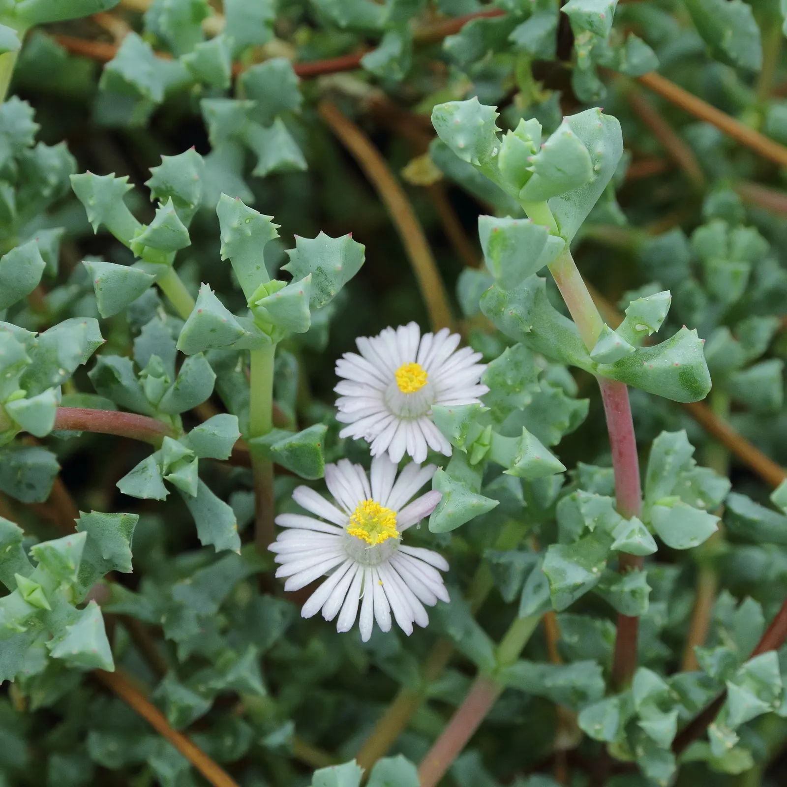 Deltoid-Leaved Dew Plant (Oscularia Deltoides) — This drought-tolerant groundcover reaches about 18 inches in width and 6 inches in height