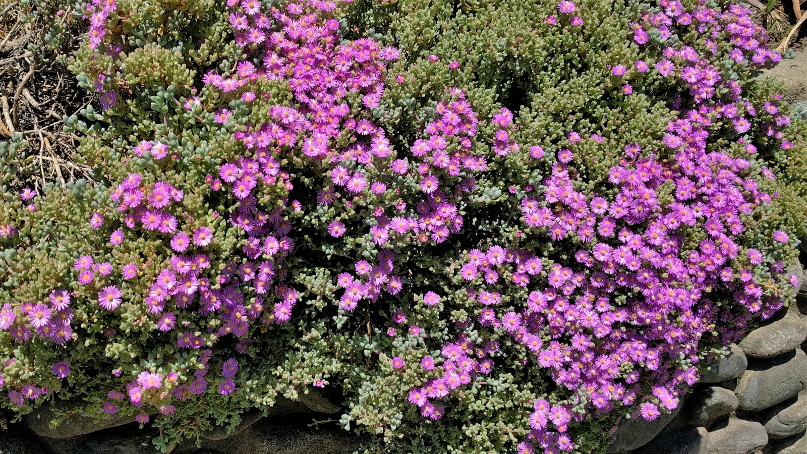 Deltoid-Leaved Dew Plant (Oscularia Deltoides) — providing year-round interest with minimal effort