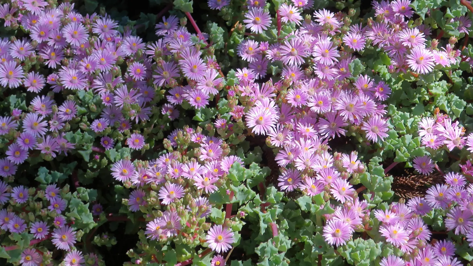 Deltoid-Leaved Dew Plant (Oscularia Deltoides) — triangular leaves and attractive pink to purple flowers
