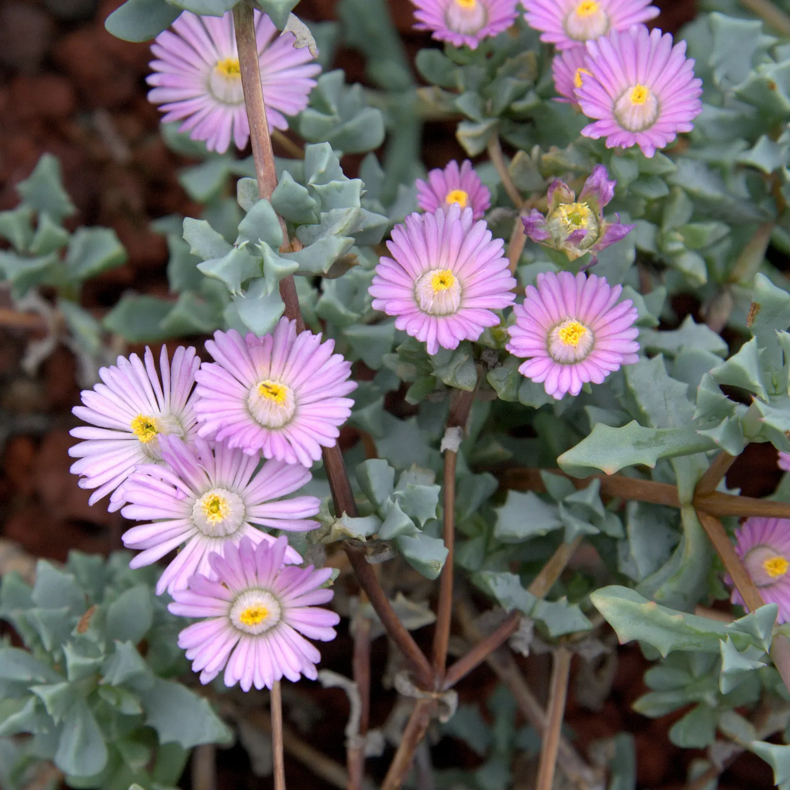 Deltoid-Leaved Dew Plant (Oscularia Deltoides) — It requires well-draining soil and prefers full sun to partial shade