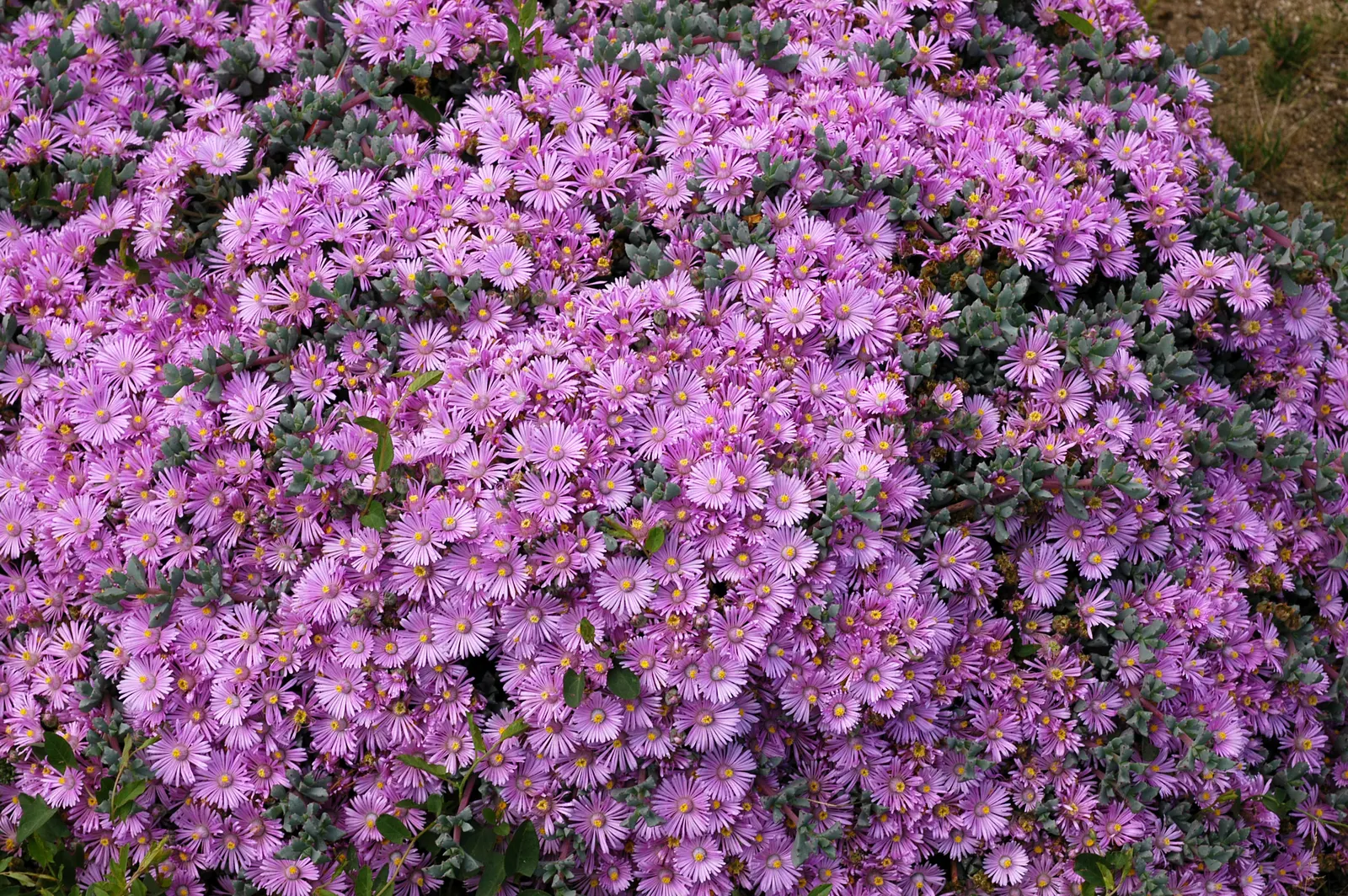 Deltoid-Leaved Dew Plant (Oscularia Deltoides) — This drought-tolerant groundcover reaches about 18 inches in width and 6 inches in height; or as a spiller in