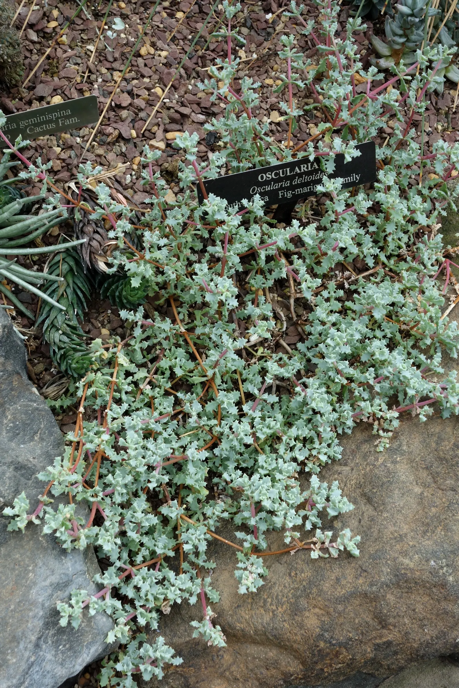 Deltoid-Leaved Dew Plant (Oscularia Deltoides) — which are a soft blue-green with reddish-pink edges