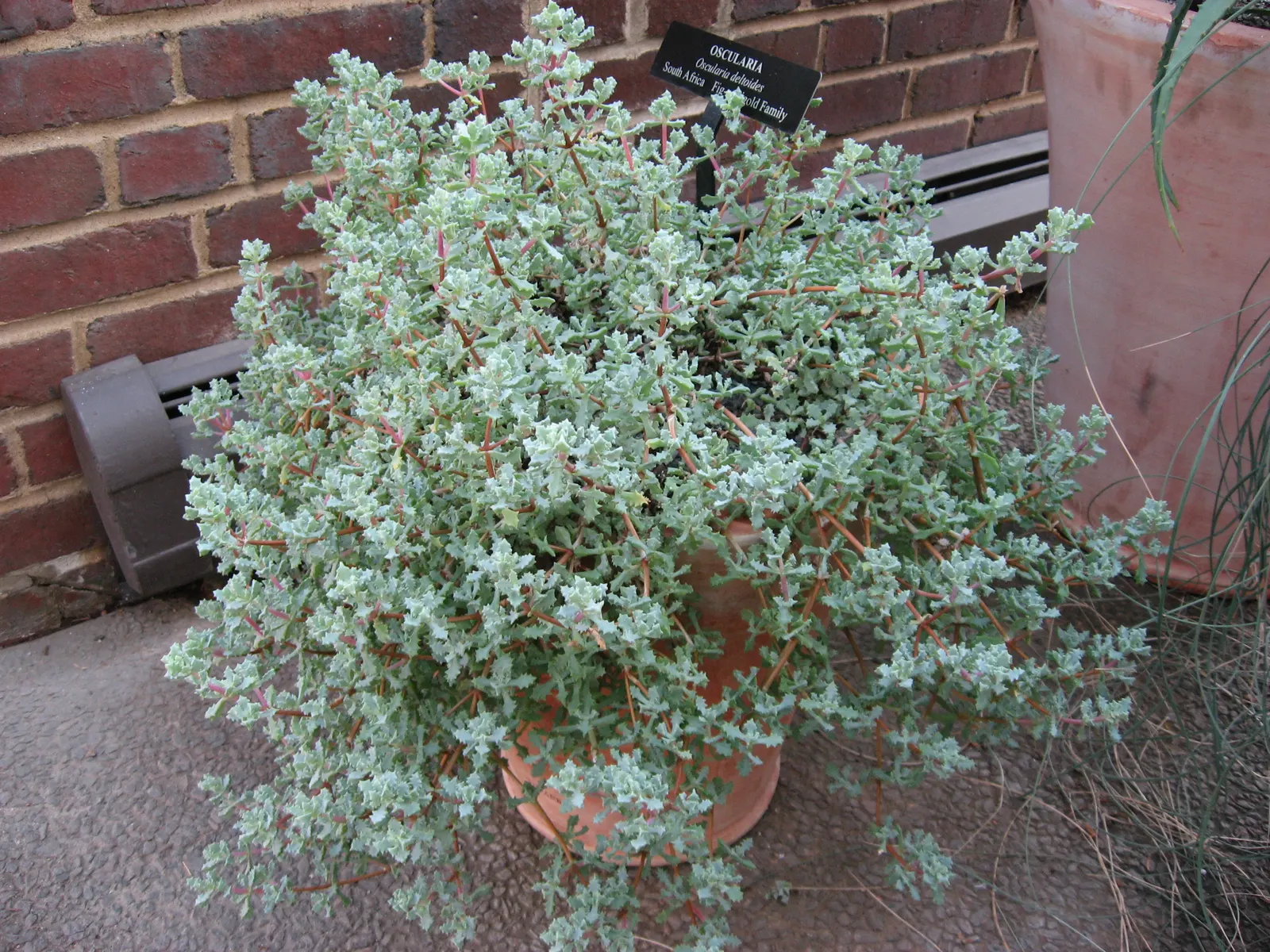 Deltoid-Leaved Dew Plant (Oscularia Deltoides) — Hailing from South Africa