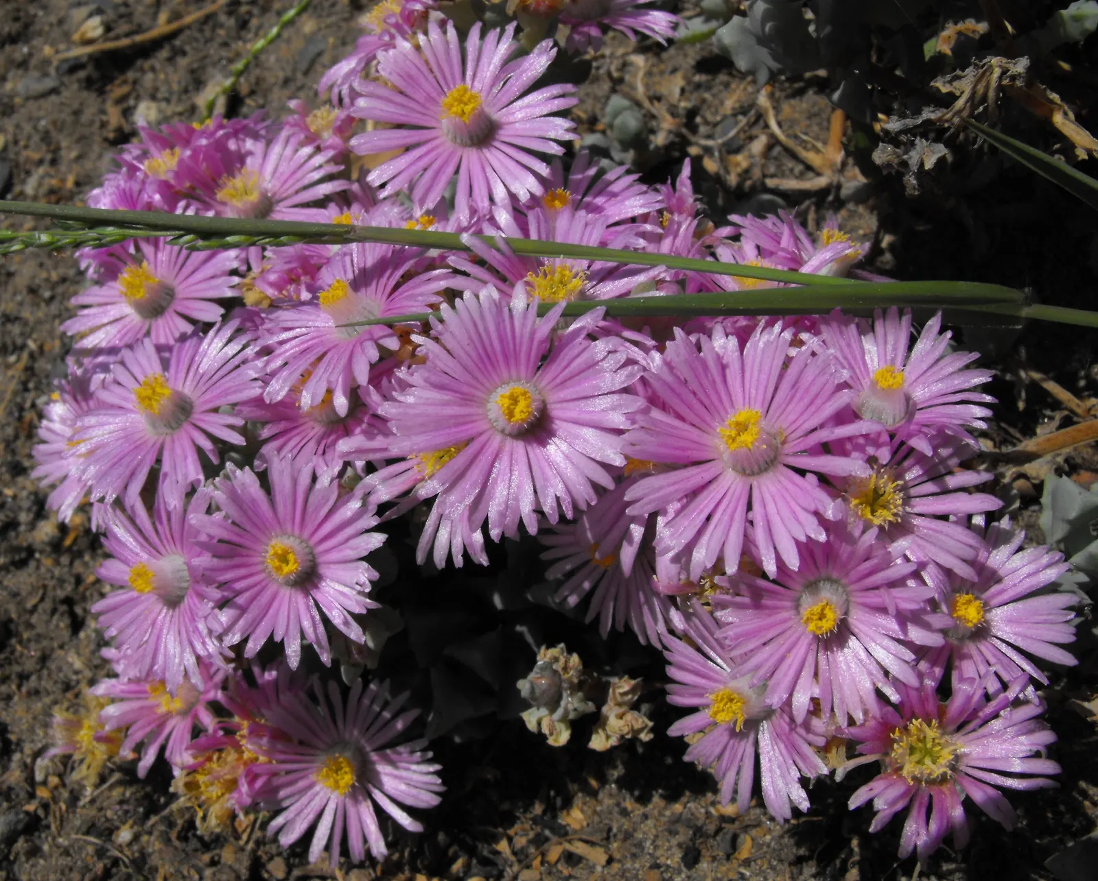 Deltoid-Leaved Dew Plant (Oscularia Deltoides) — this drought-tolerant perennial is well-suited for USDA hardiness zones 9 to 11