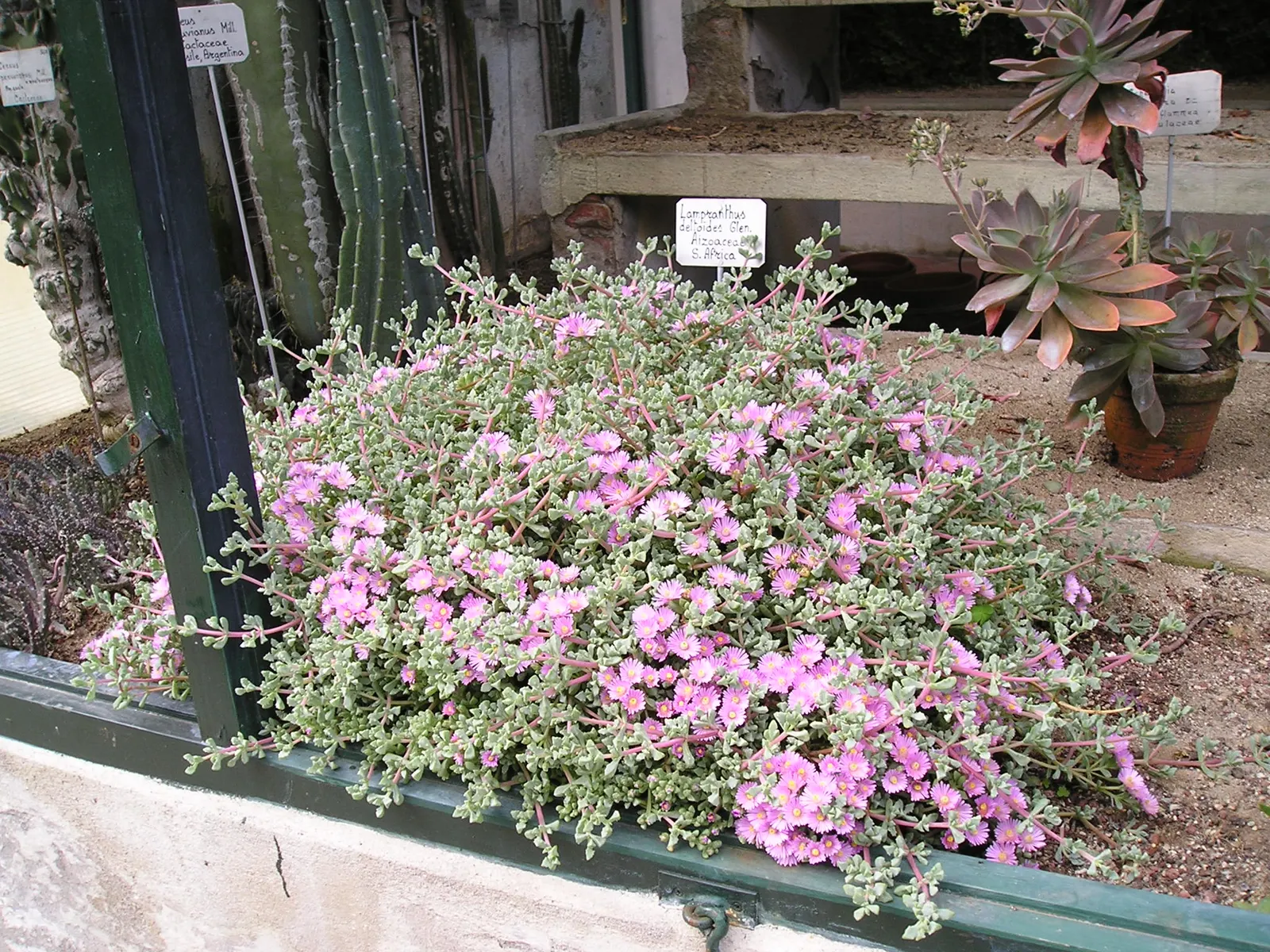 Deltoid-Leaved Dew Plant (Oscularia Deltoides) — Oscularia deltoides displays its splendor with an array of pink to lavender flowers