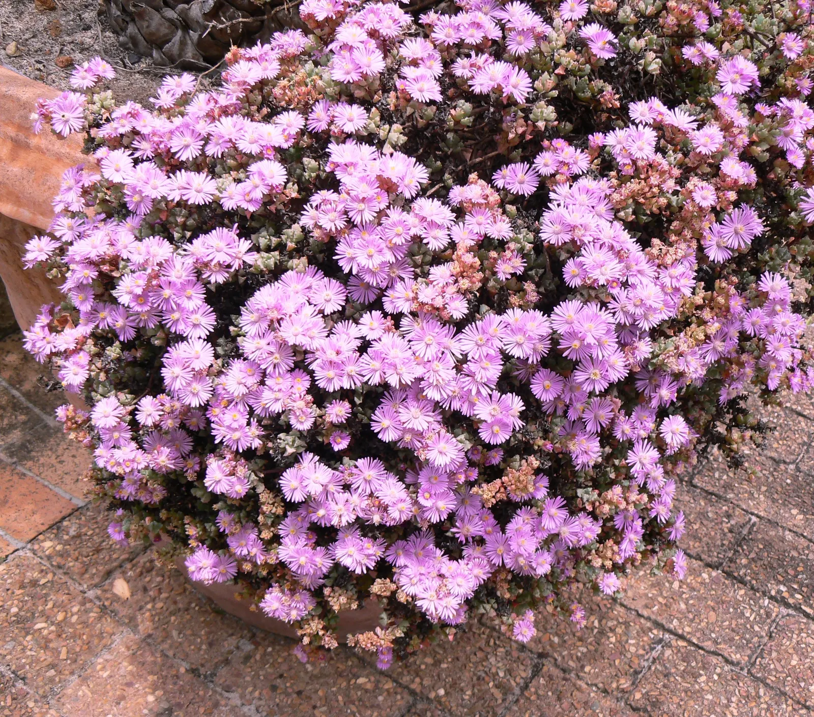 Deltoid-Leaved Dew Plant (Oscularia Deltoides) — this plant typically achieves a height of 12 to 18 inches with a comparable spread