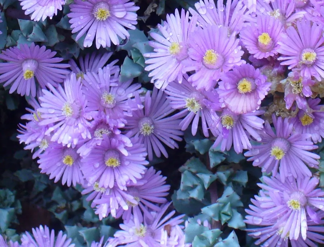Deltoid-Leaved Dew Plant (Oscularia Deltoides) — The plant is capable of handling poor soil quality, but overwatering should be avoided to prevent root rot