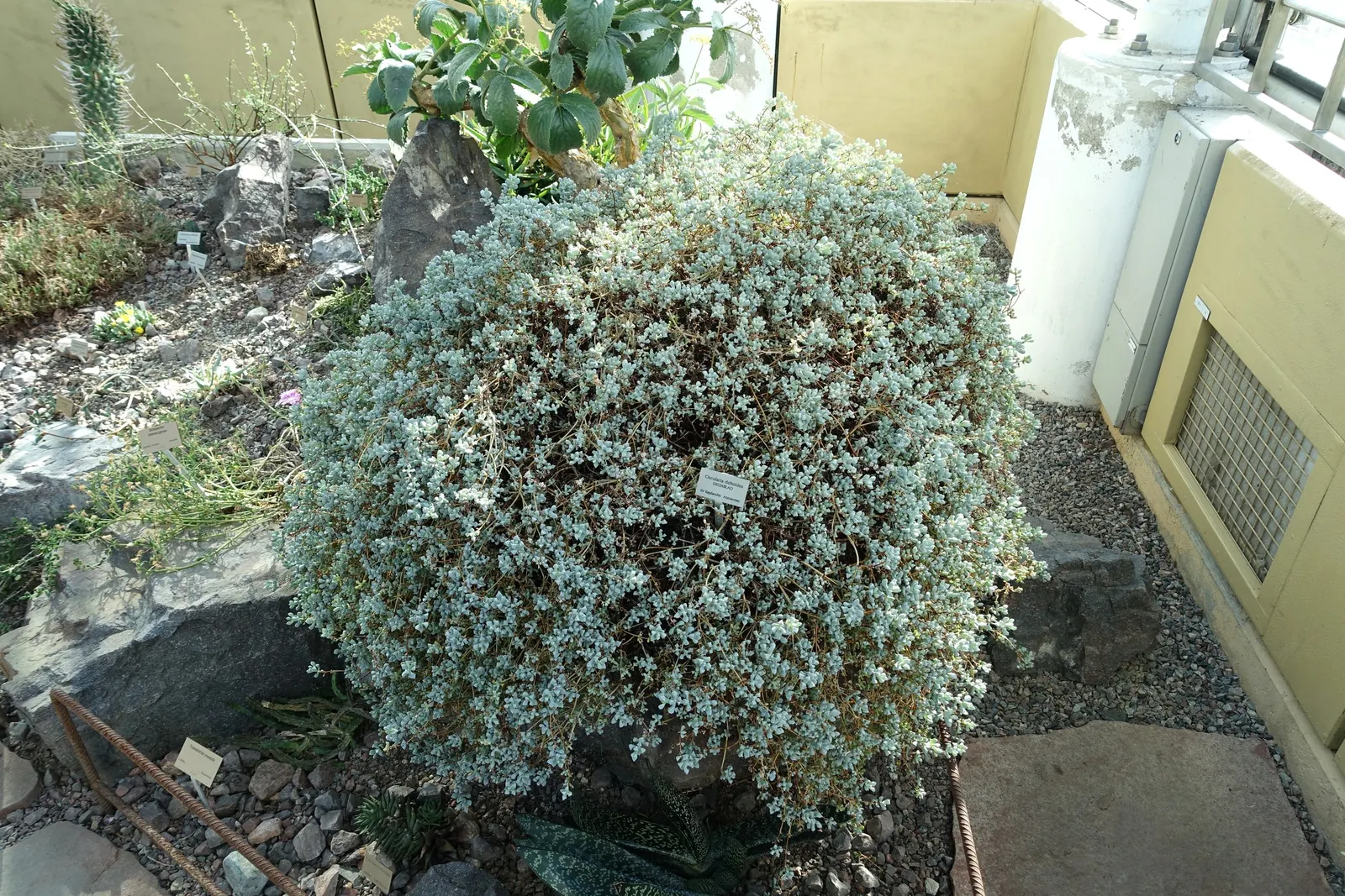 Deltoid-Leaved Dew Plant (Oscularia Deltoides) — The blooms are small but numerous, creating a striking contrast against the foliage