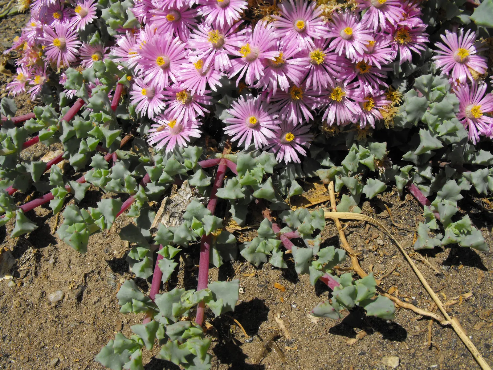 Deltoid-Leaved Dew Plant (Oscularia Deltoides) — Pruning is minimal but can be done to maintain shape and encourage denser growth