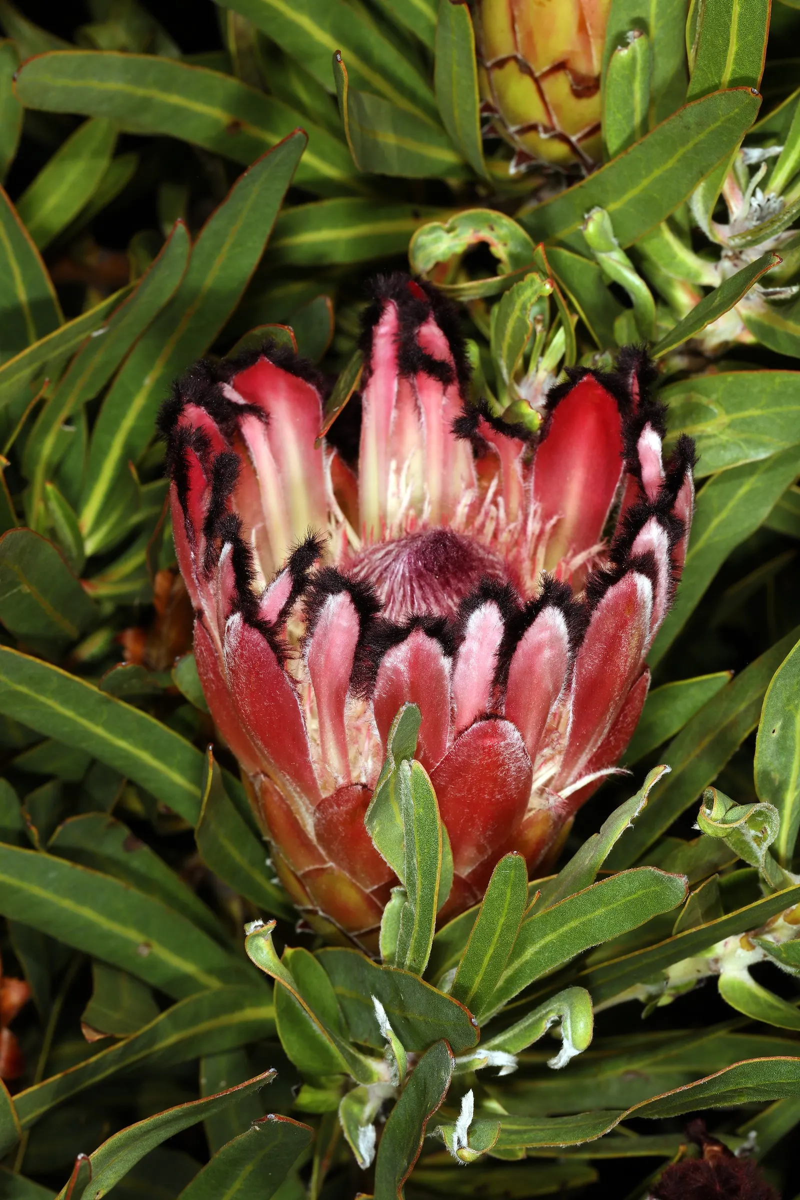 Oleanderleaf Protea (Protea Neriifolia) — When cultivating Oleanderleaf Proteas; pink flowers in the garden