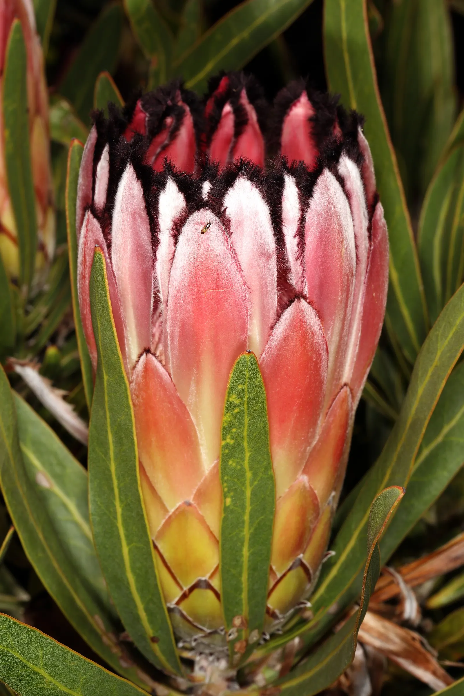 Oleanderleaf Protea (Protea Neriifolia) — Remember to protect these shrubs from strong winds and frost to maintain their impressive appearance; is a striking