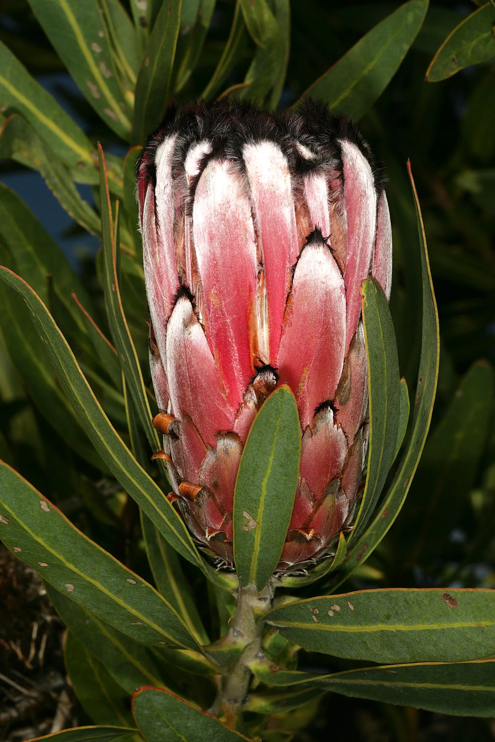 Oleanderleaf Protea (Protea Neriifolia) — Its leaves are narrowly lance-shaped, measuring about 4 to 6 inches in length