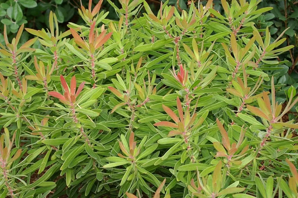 Oleanderleaf Protea (Protea Neriifolia) — especially nectar-feeding species; acidic soil preferably in a sunny location