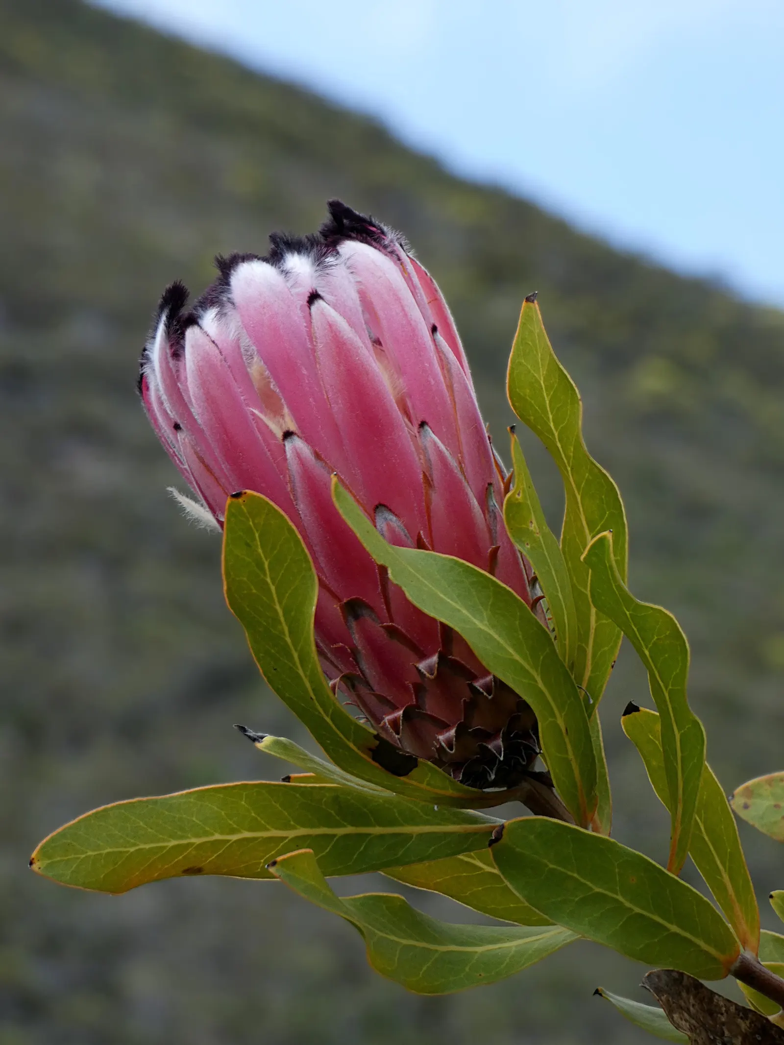 Oleanderleaf Protea (Protea Neriifolia) — this evergreen shrub thrives in USDA zones 9-11 and is well-suited to regions with a Mediterranean climate; it