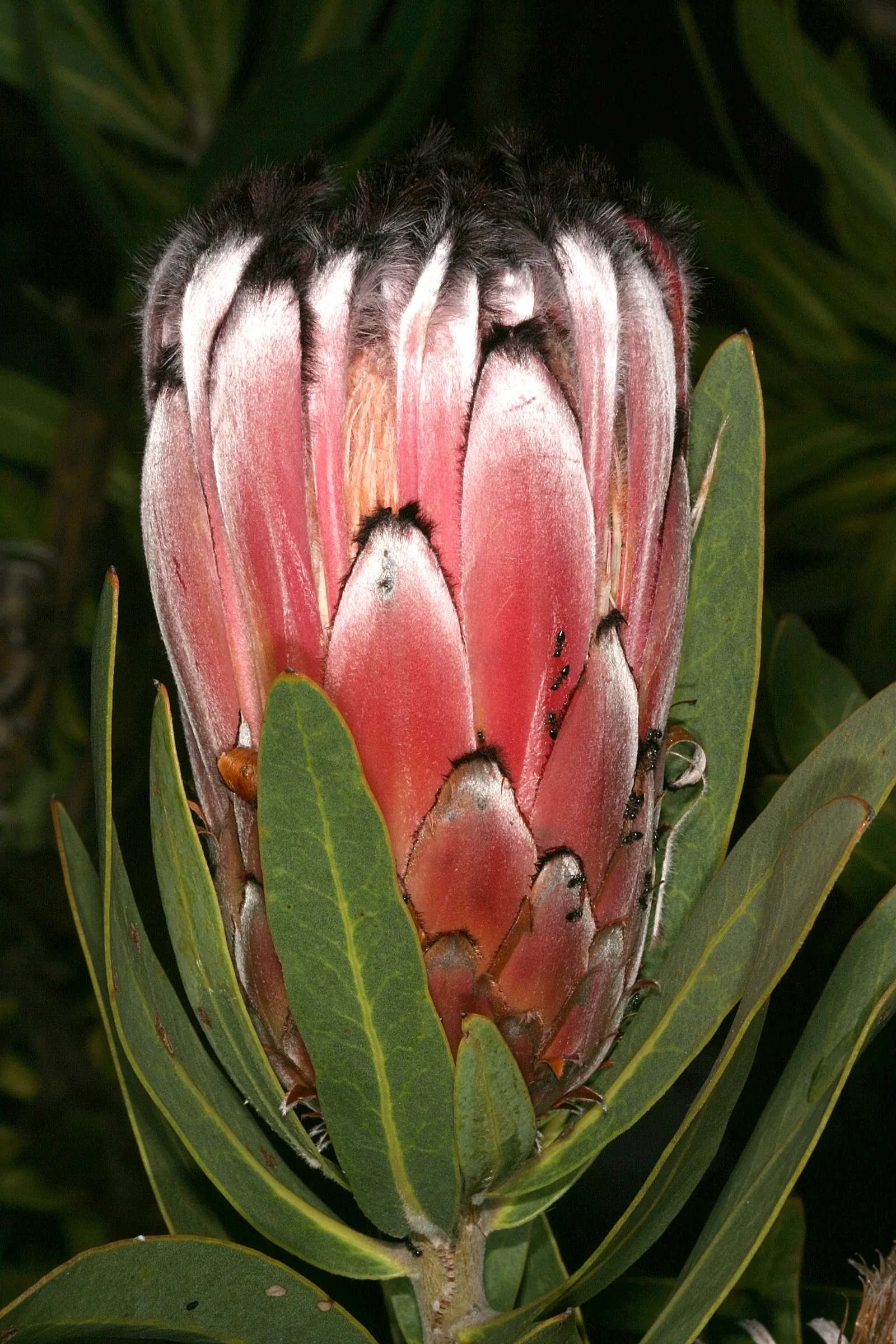 Oleanderleaf Protea (Protea Neriifolia) — shrub with pink blooms