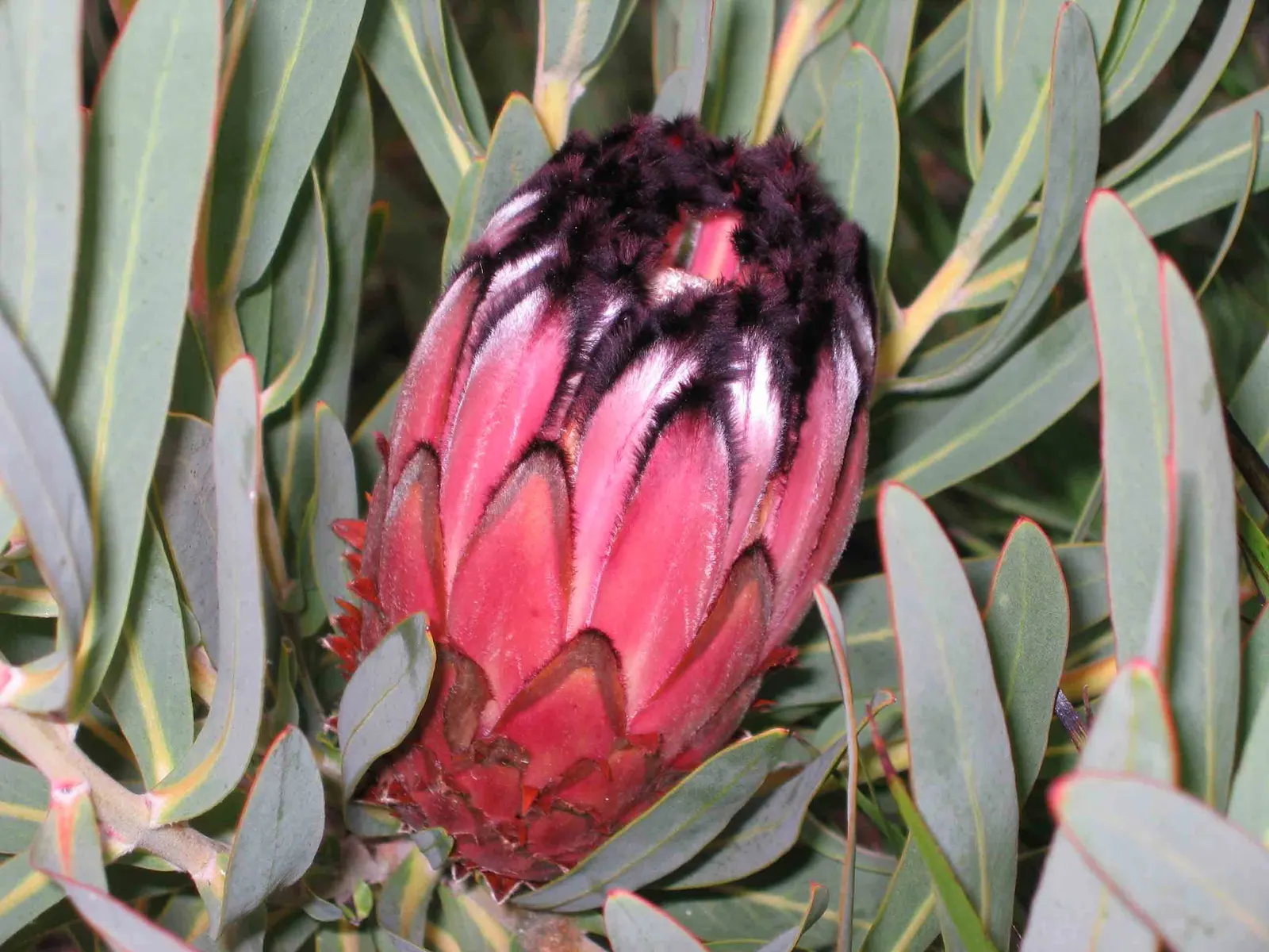 Oleanderleaf Protea (Protea Neriifolia) — making it a bold focal point in any landscape design; fuzzy texture.<br><br>Blooming from late winter through spring
