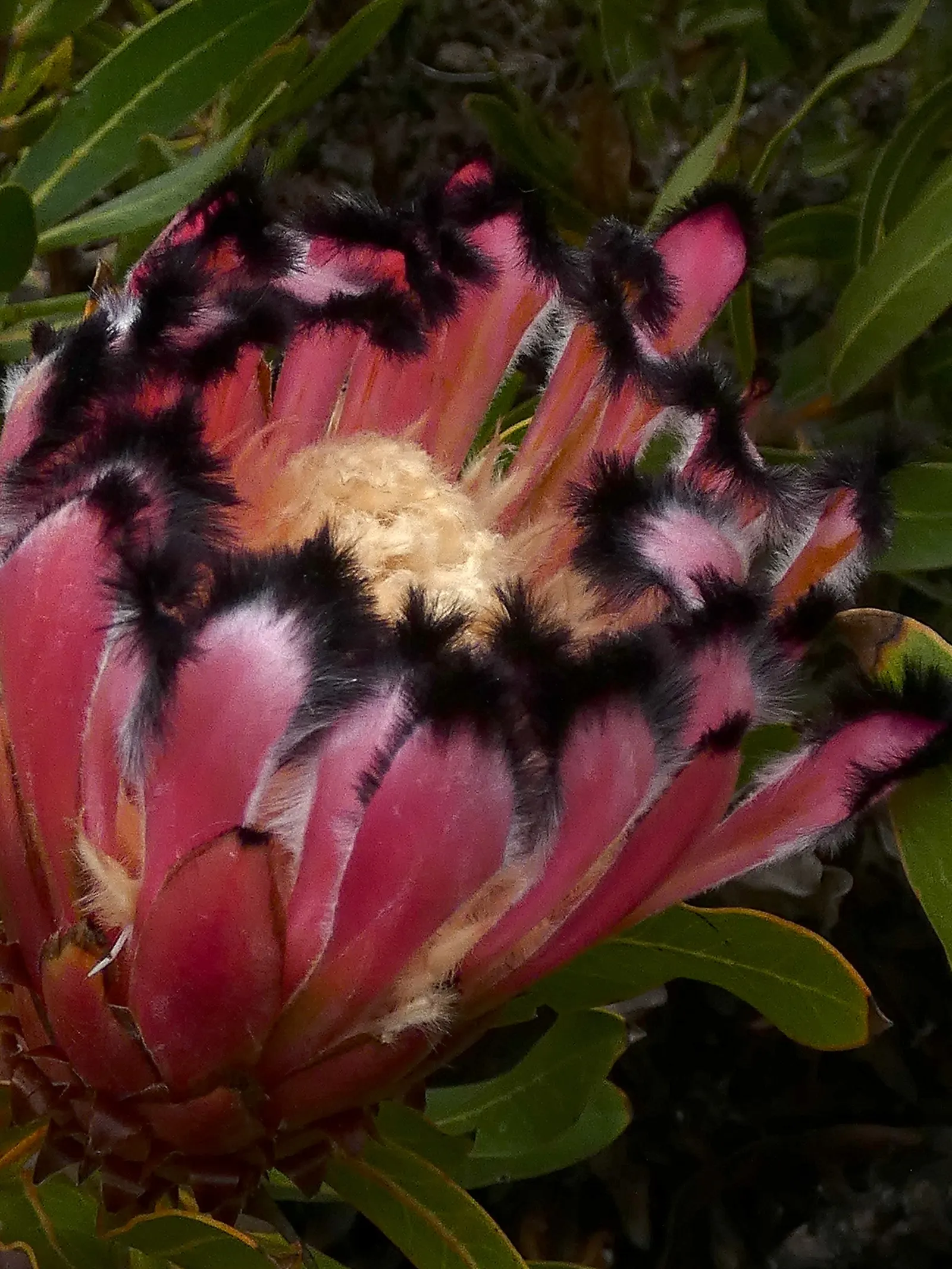 Oleanderleaf Protea (Protea Neriifolia) — cylindrical flower heads that blossom primarily in winter to spring