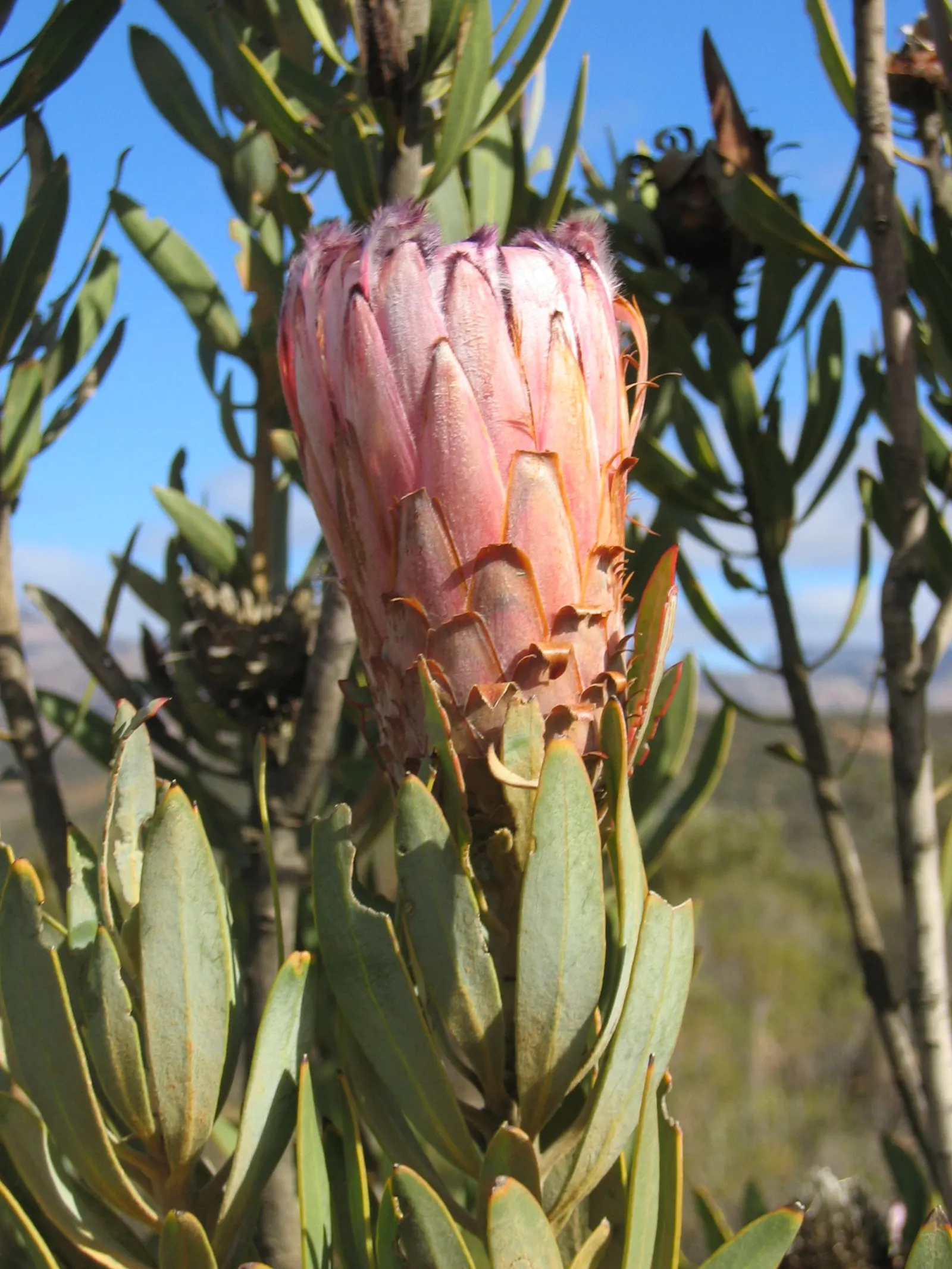 Oleanderleaf Protea (Protea Neriifolia) — and make for dramatic cut flowers in arrangements; especially nectar-feeding species
