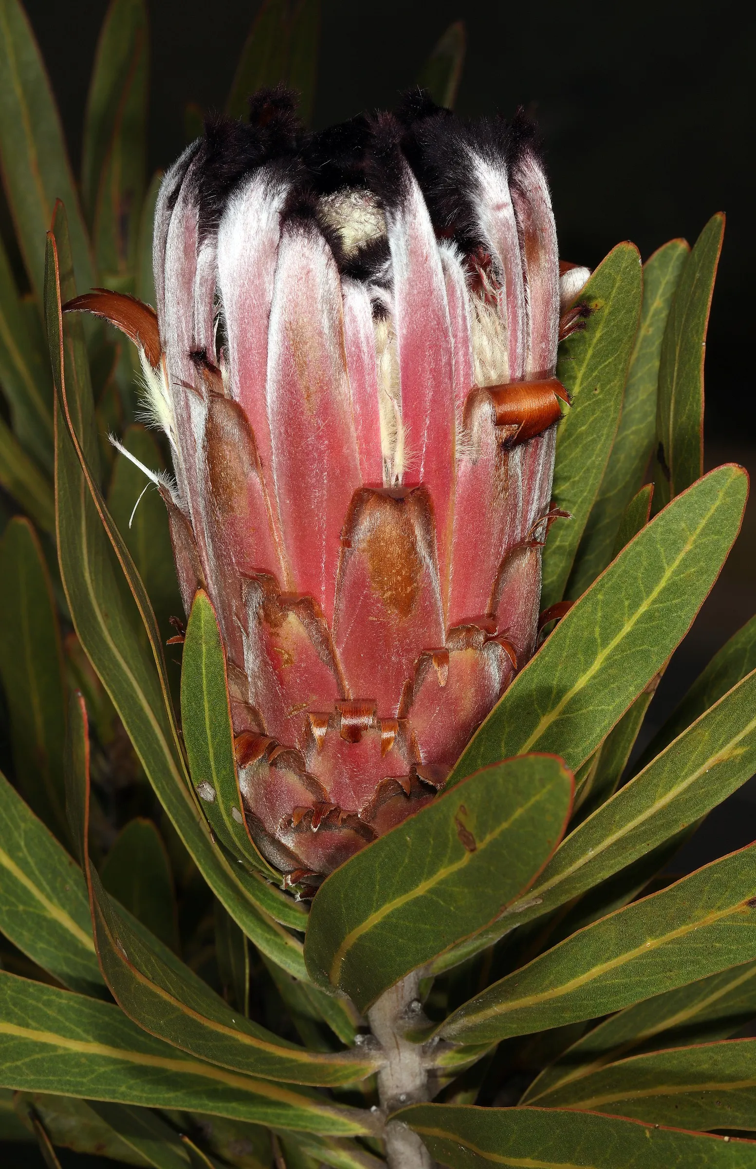 Oleanderleaf Protea (Protea Neriifolia) — It typically reaches a height and spread of 6 to 8 feet