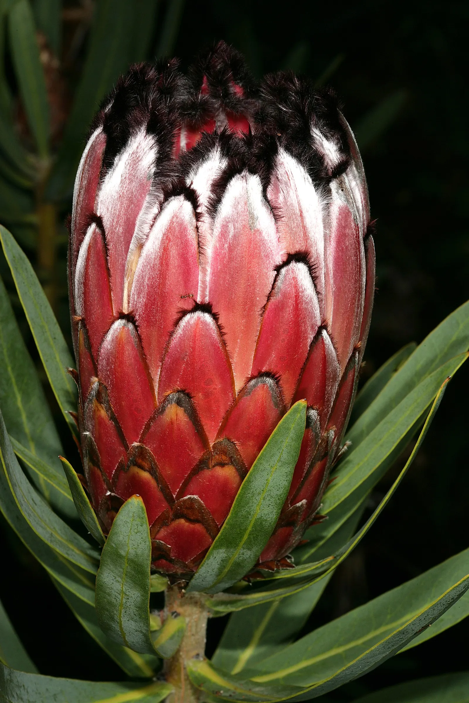 Oleanderleaf Protea (Protea Neriifolia) — Its impressive blooms range from greenish-cream to deep red; is a captivating species that offers an exotic flair to