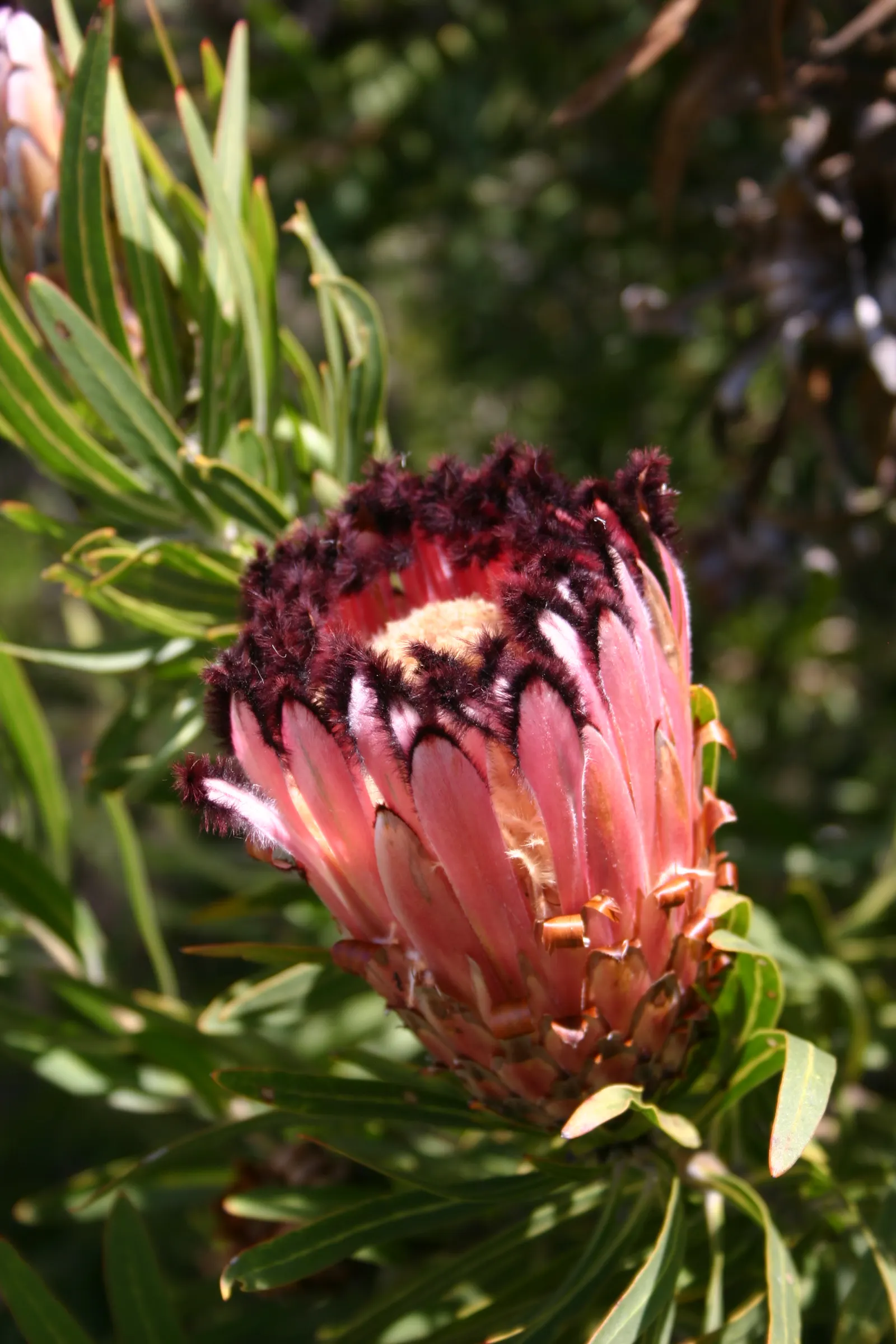 Oleanderleaf Protea (Protea Neriifolia) — is a captivating species that offers an exotic flair to any landscape design