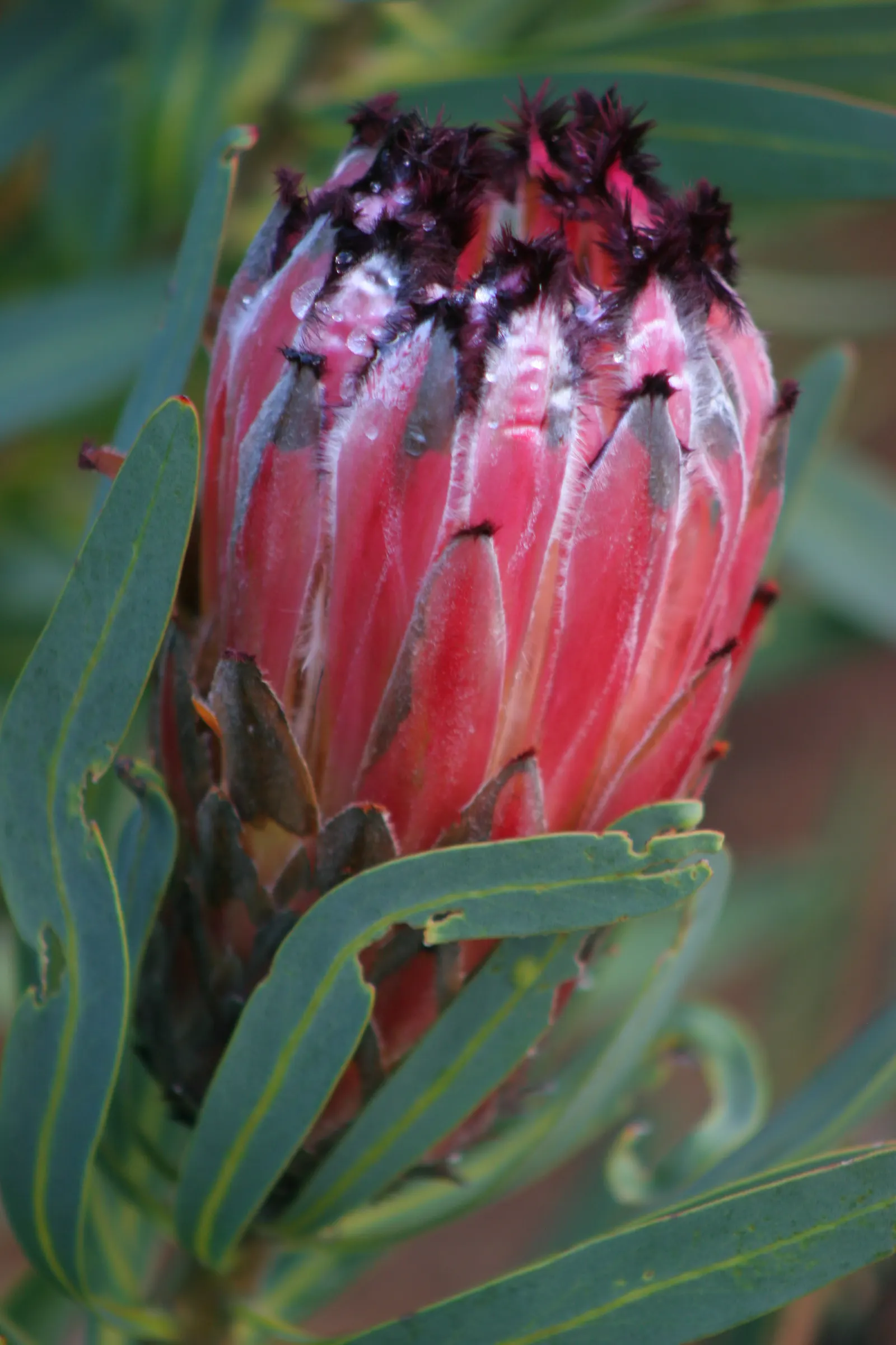 Oleanderleaf Protea (Protea Neriifolia) — The true draw of Protea neriifolia, however, is its stunning flowers, image 38