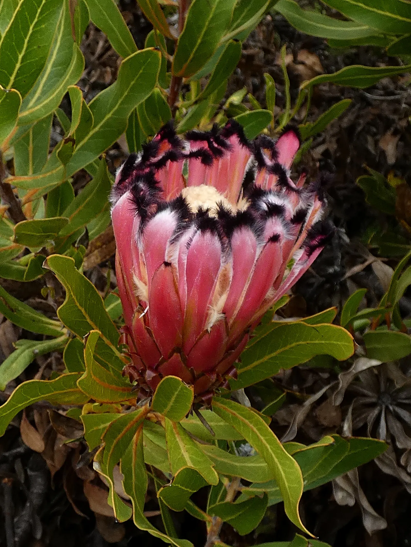 Oleanderleaf Protea (Protea Neriifolia) — similar to that of an oleander; shrub with pink blooms