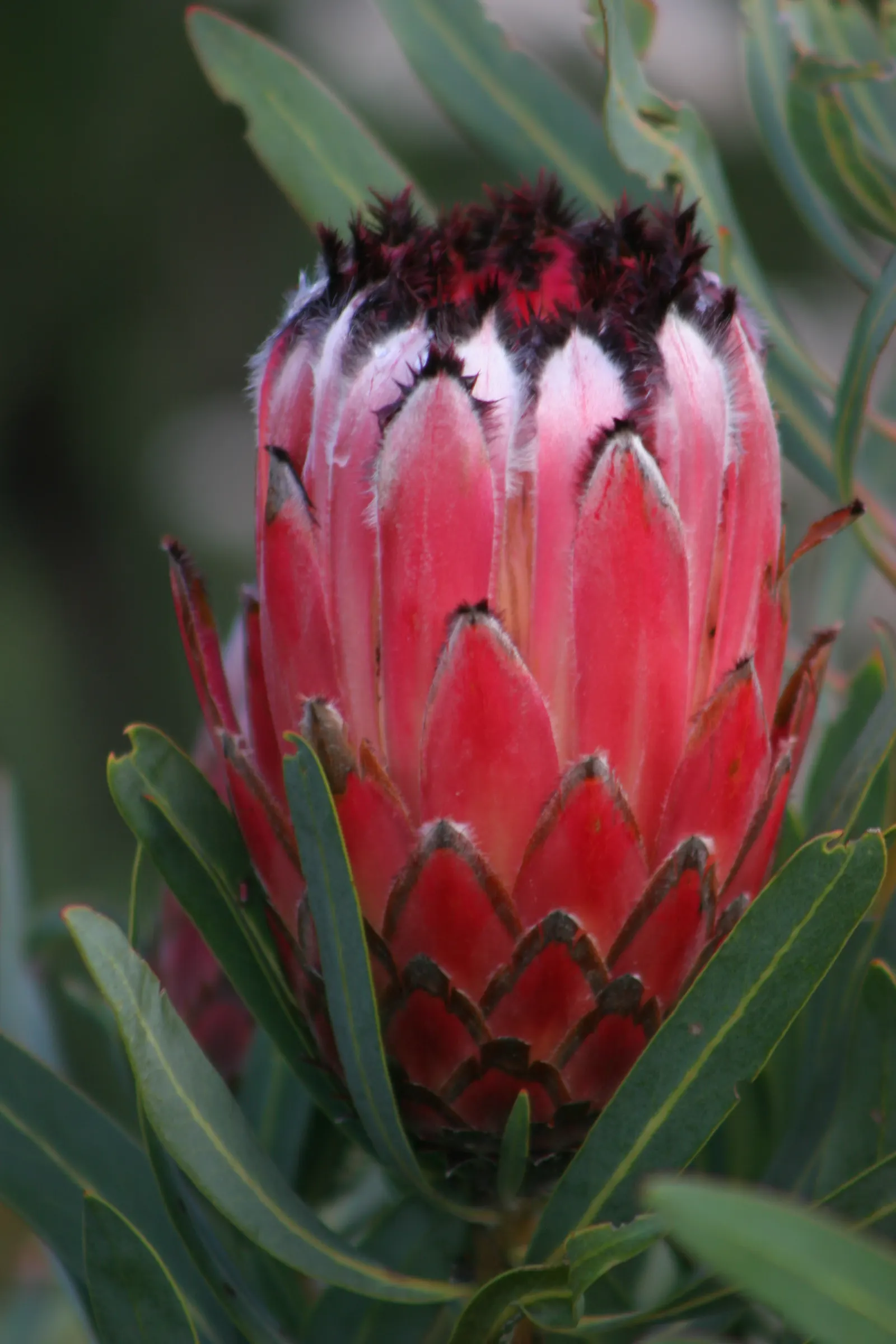Oleanderleaf Protea (Protea Neriifolia) — the flowers are a magnet for birds; cylindrical flower heads that blossom primarily in winter to spring