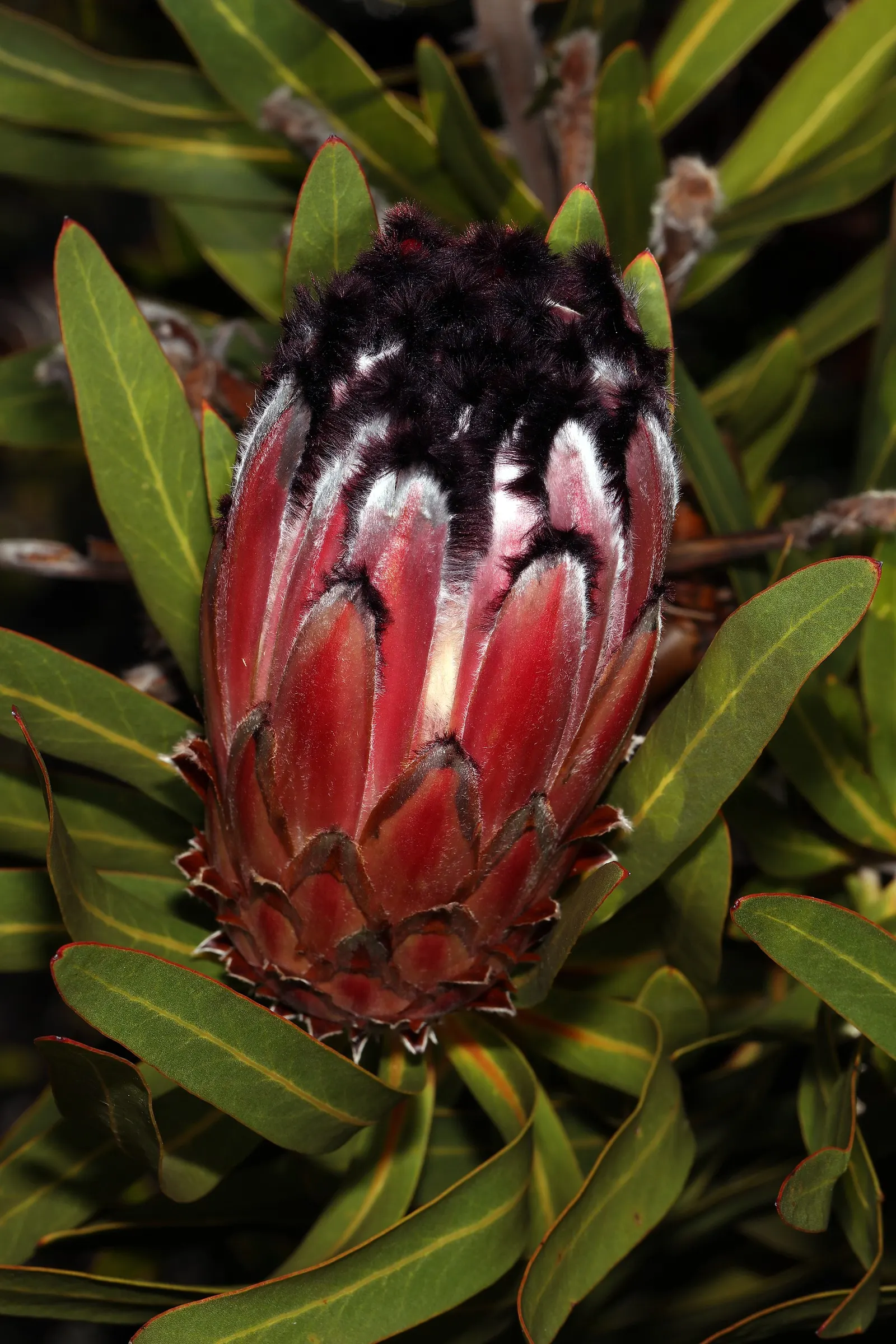 Oleanderleaf Protea (Protea Neriifolia) — is a striking evergreen shrub native to South Africa
