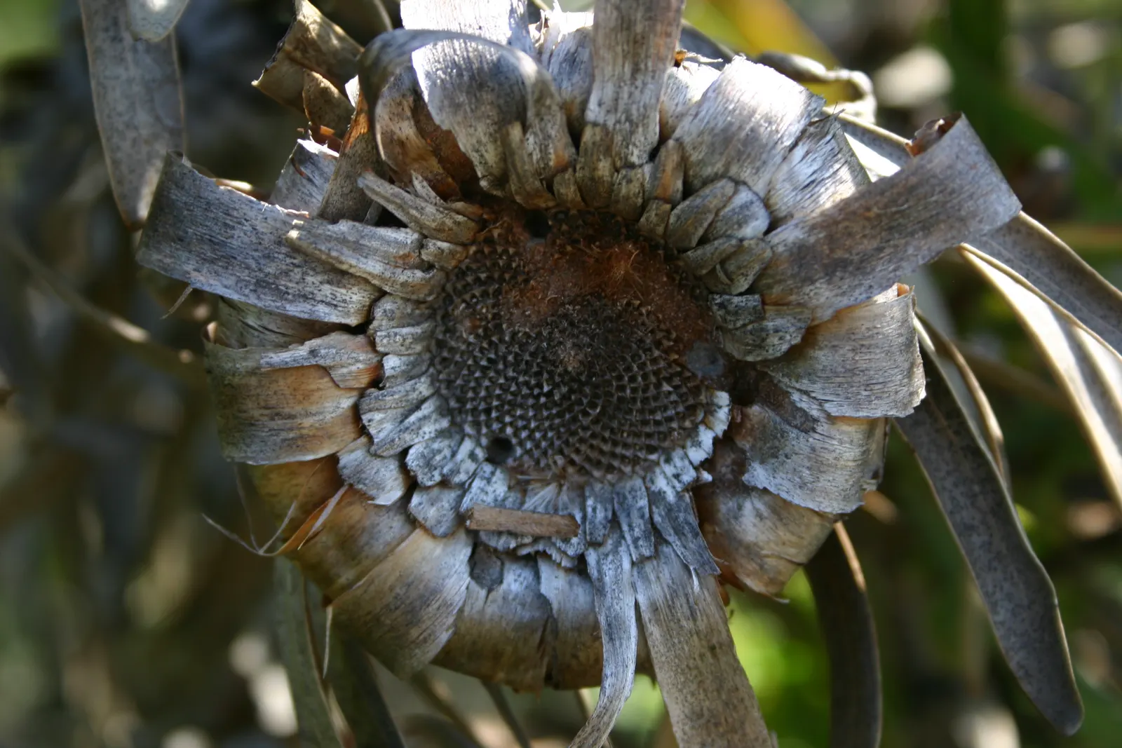 Oleanderleaf Protea (Protea Neriifolia) — This plant thrives in well-drained acidic soil and requires full sun; shrub for full