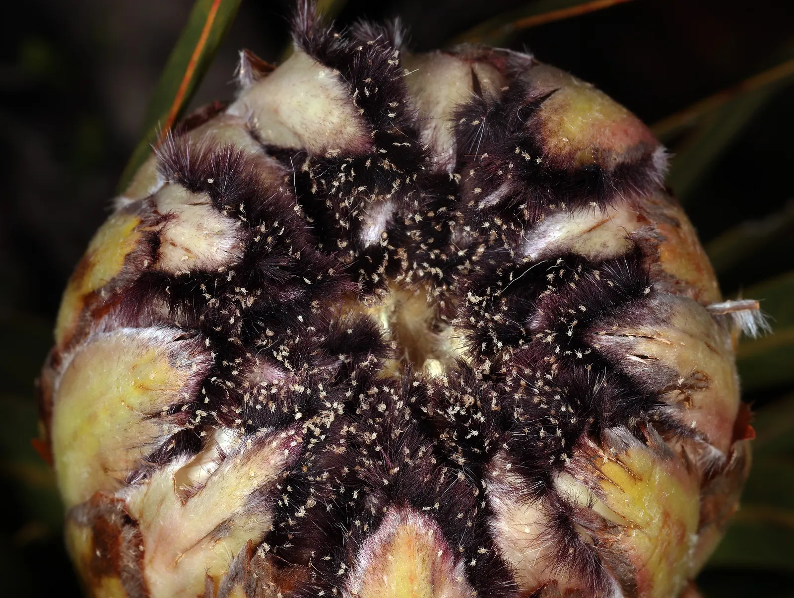 Oleanderleaf Protea (Protea Neriifolia) — This plant thrives in well-drained acidic soil and requires full sun