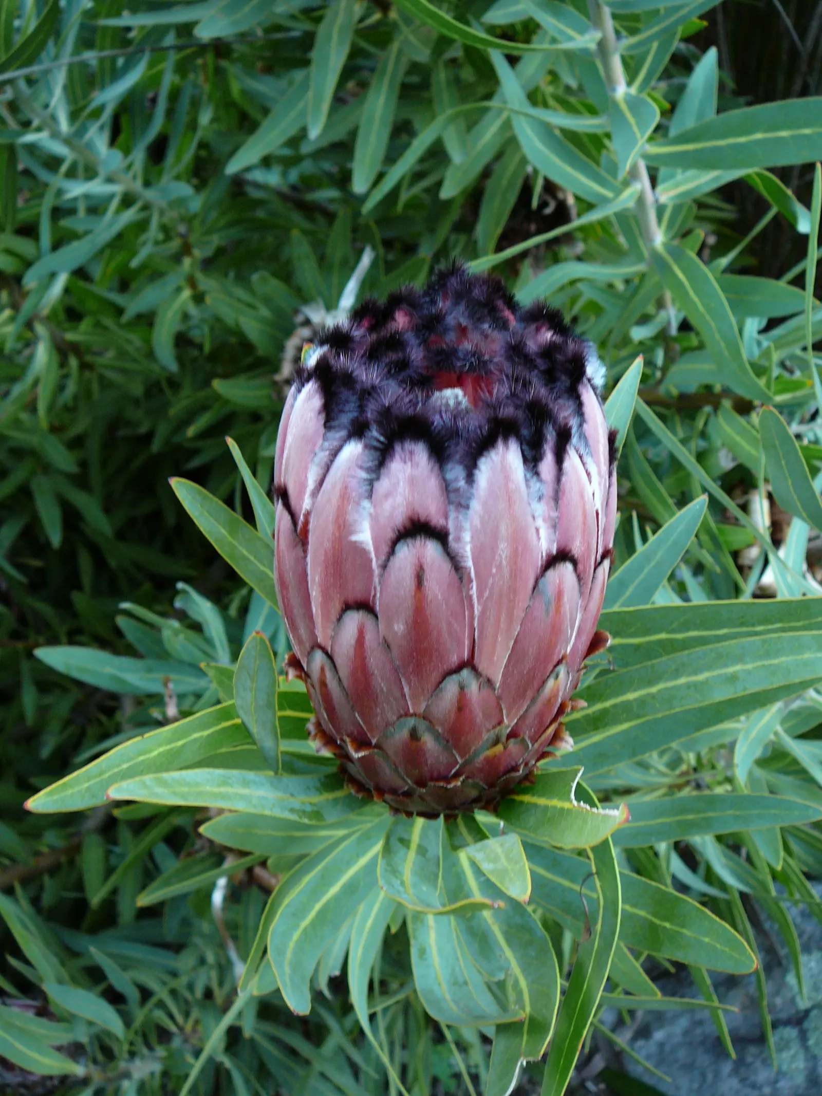 Oleanderleaf Protea (Protea Neriifolia) — similar to that of an oleander