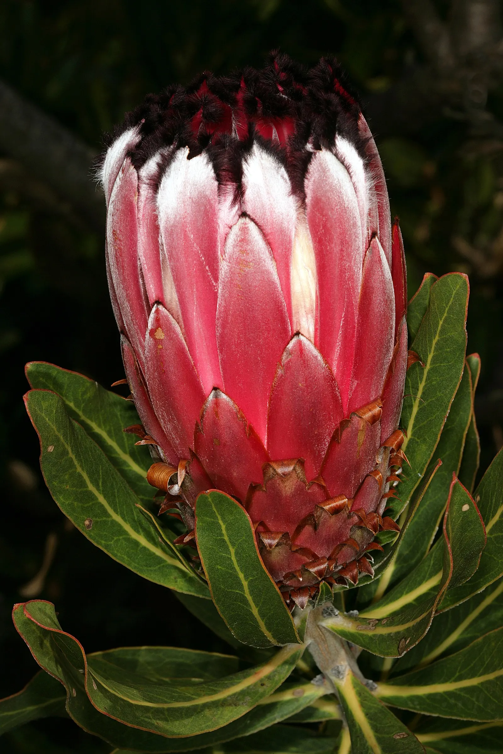 Oleanderleaf Protea (Protea Neriifolia) — shrub for full