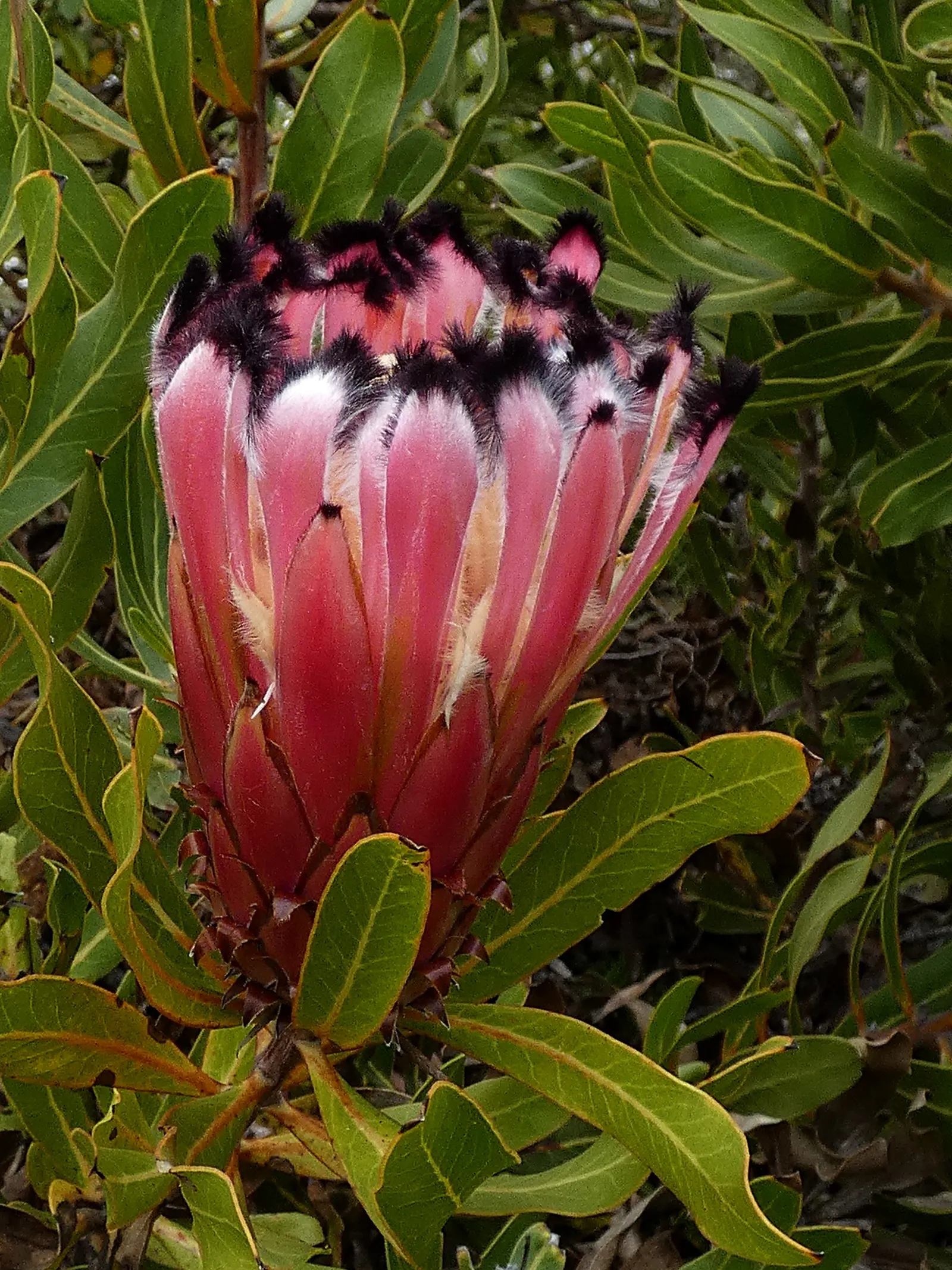 Oleanderleaf Protea (Protea Neriifolia) — is a striking evergreen shrub native to South Africa; this plant thrives in well-drained acidic soil and requires