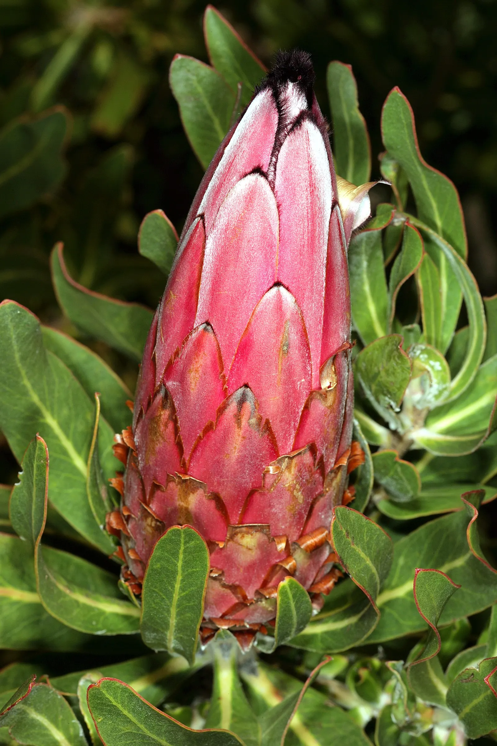 Oleanderleaf Protea (Protea Neriifolia) — making proper drainage imperative