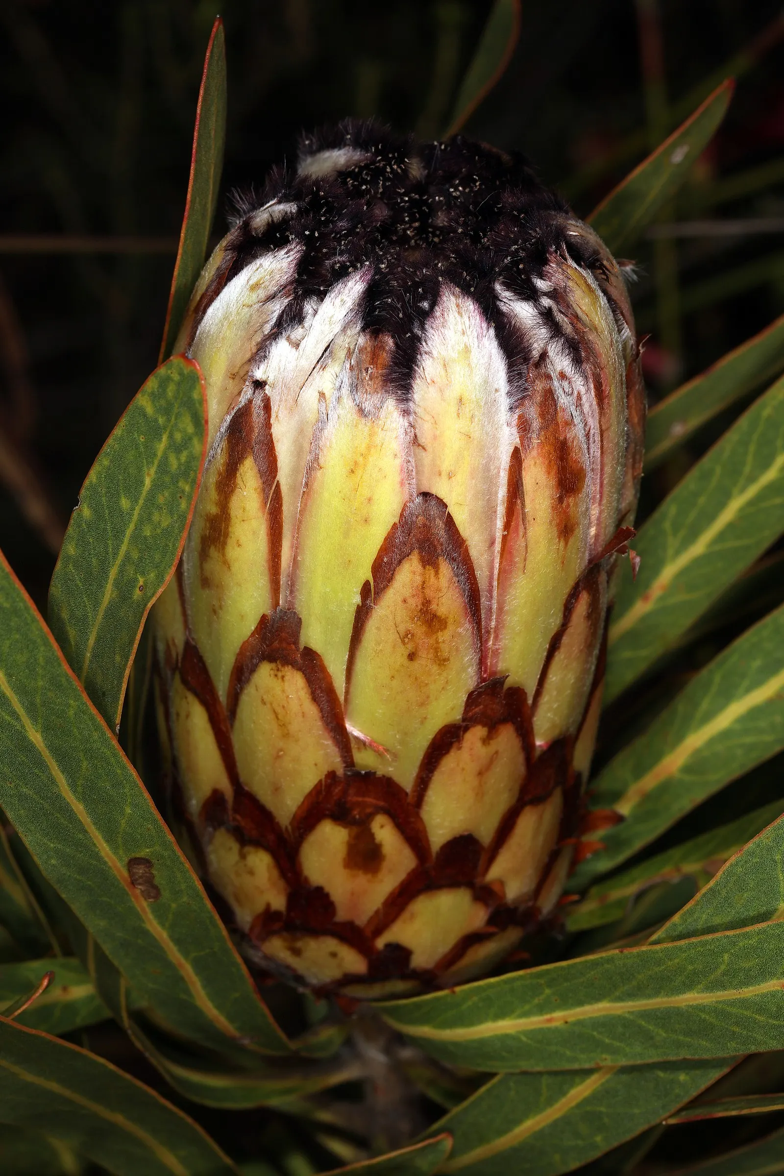 Oleanderleaf Protea (Protea Neriifolia) — the flowers are a magnet for birds