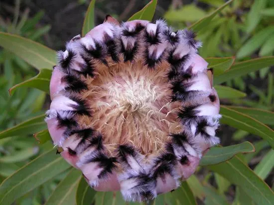 Oleanderleaf Protea (Protea Neriifolia) — using a low phosphorus variety as Proteas are sensitive to high phosphorus levels; making proper drainage imperative