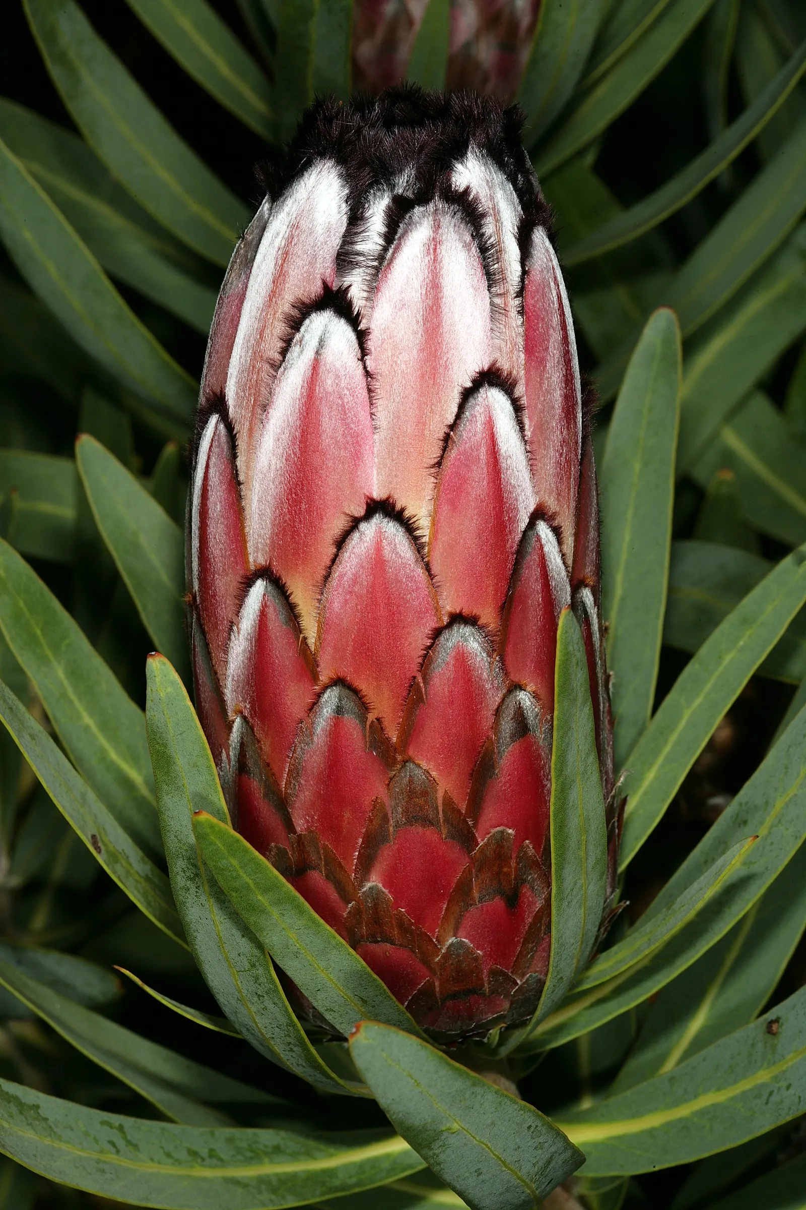 Oleanderleaf Protea (Protea Neriifolia) — Fertilizing should be carried out with caution