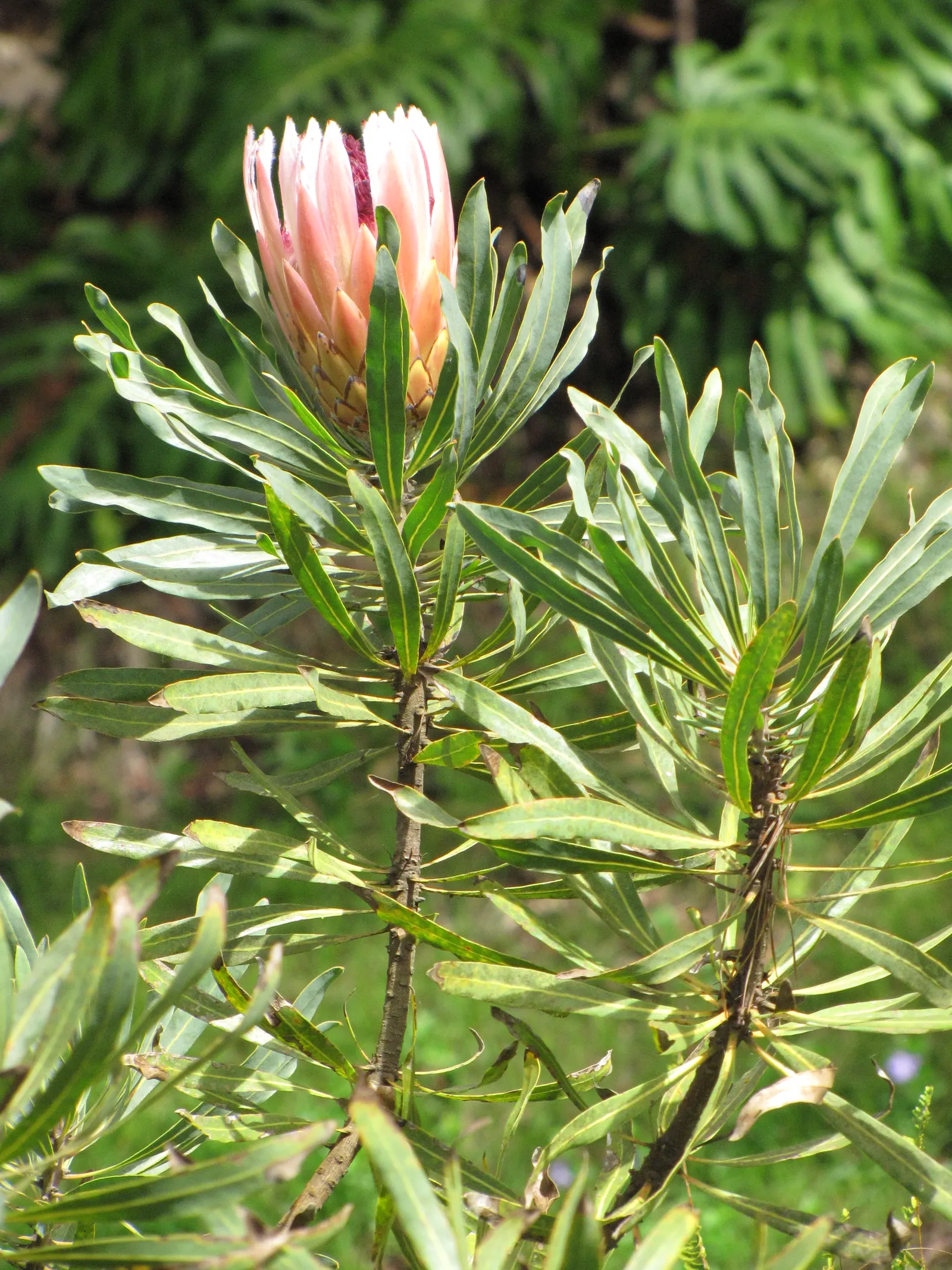 Oleanderleaf Protea (Protea Neriifolia) — using a low phosphorus variety as Proteas are sensitive to high phosphorus levels