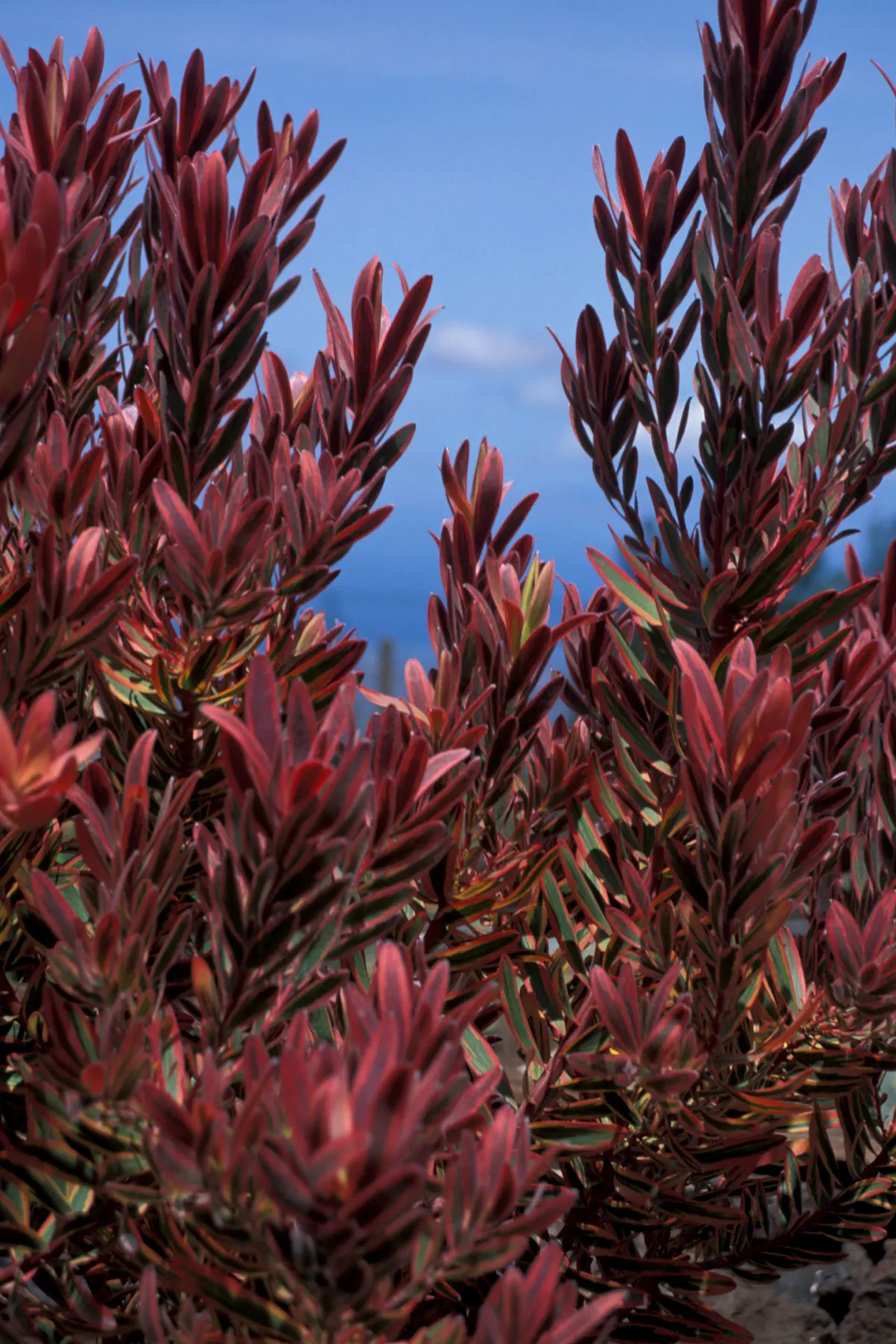Oleanderleaf Protea (Protea Neriifolia) — making proper drainage imperative; its impressive blooms range from greenish-cream to deep red