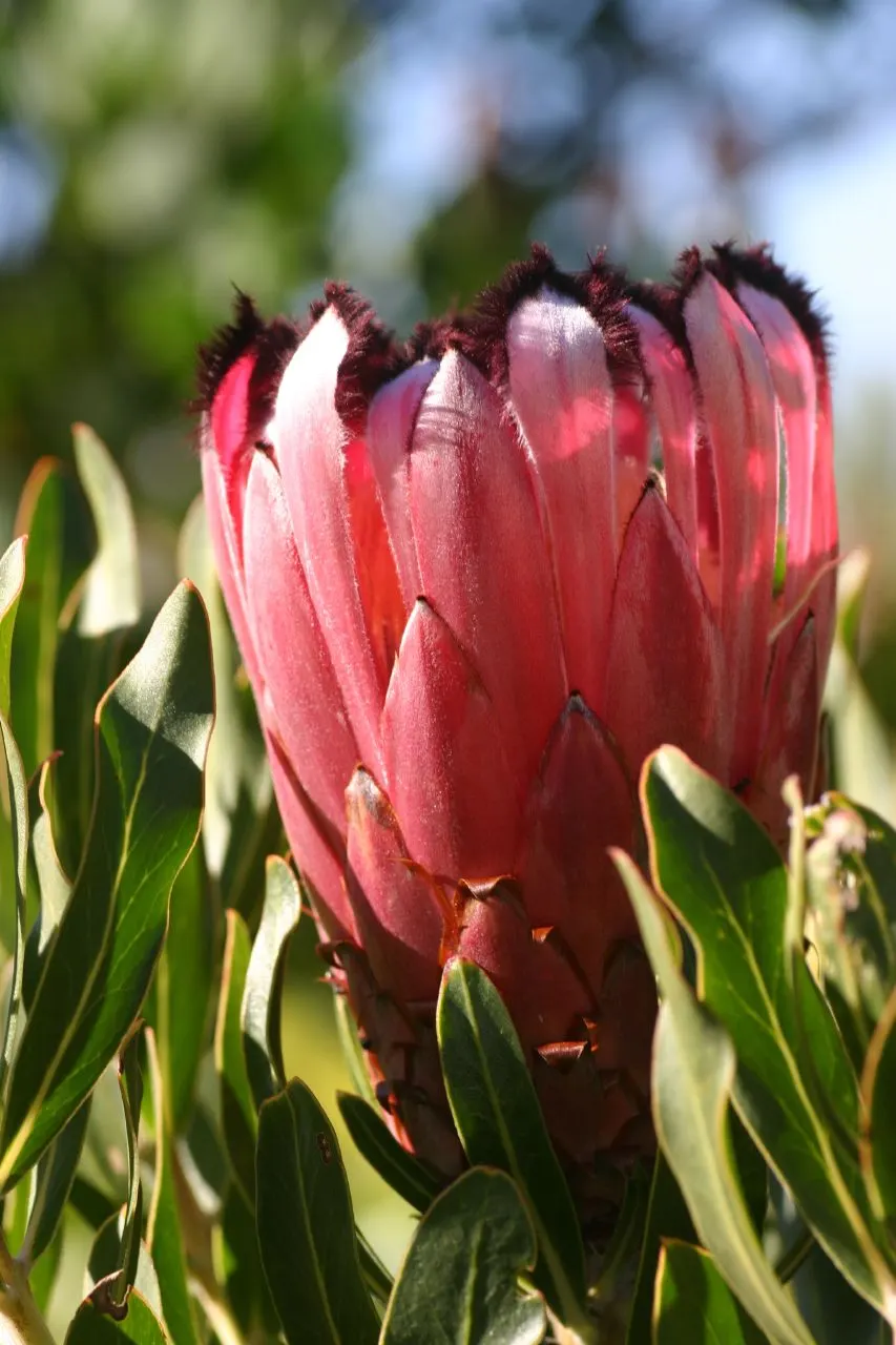 Oleanderleaf Protea (Protea Neriifolia) — Its leaves are narrowly lance-shaped, measuring about 4 to 6 inches in length; making it a bold focal point in any