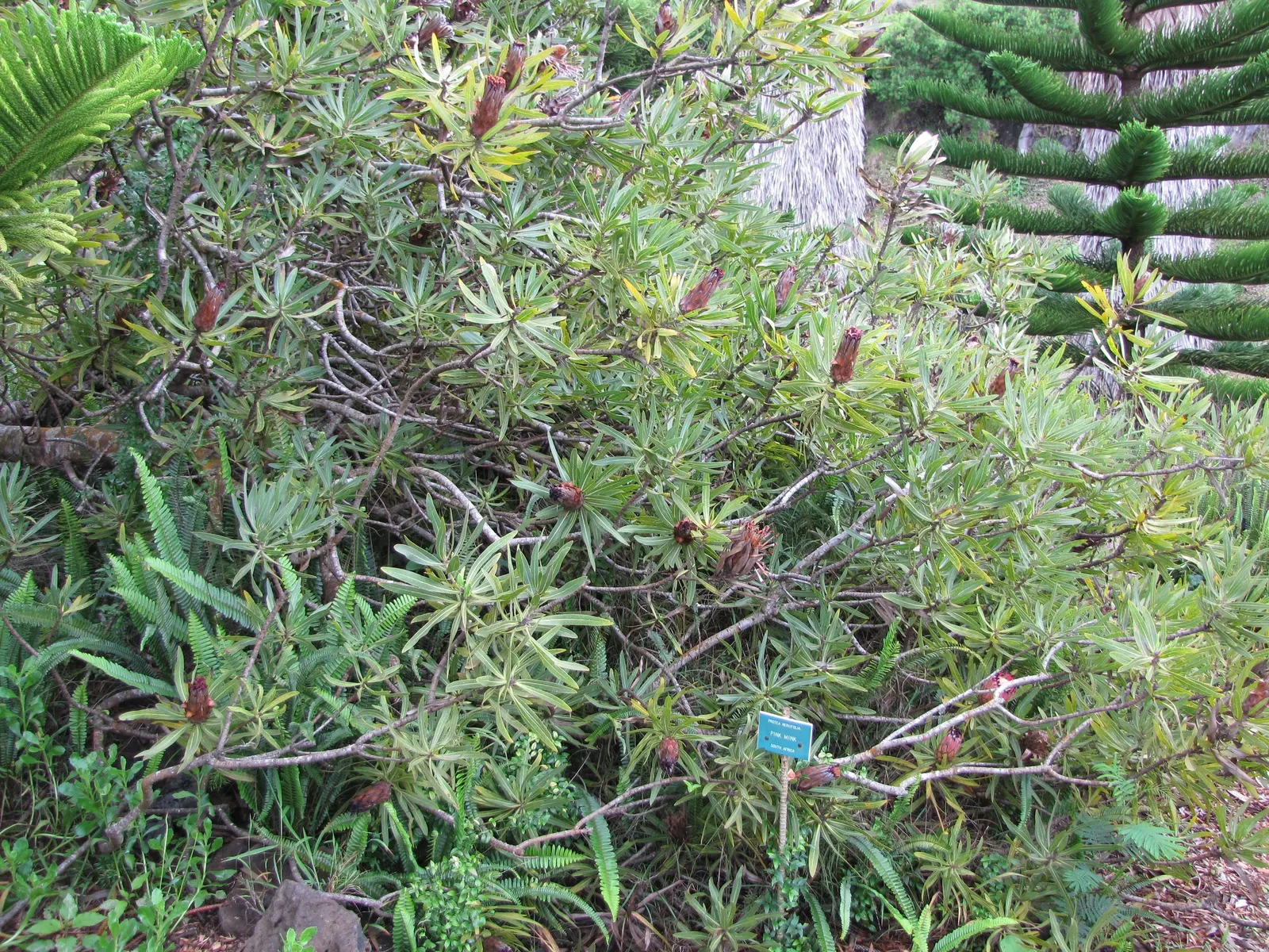 Oleanderleaf Protea (Protea Neriifolia) — acidic soil preferably in a sunny location