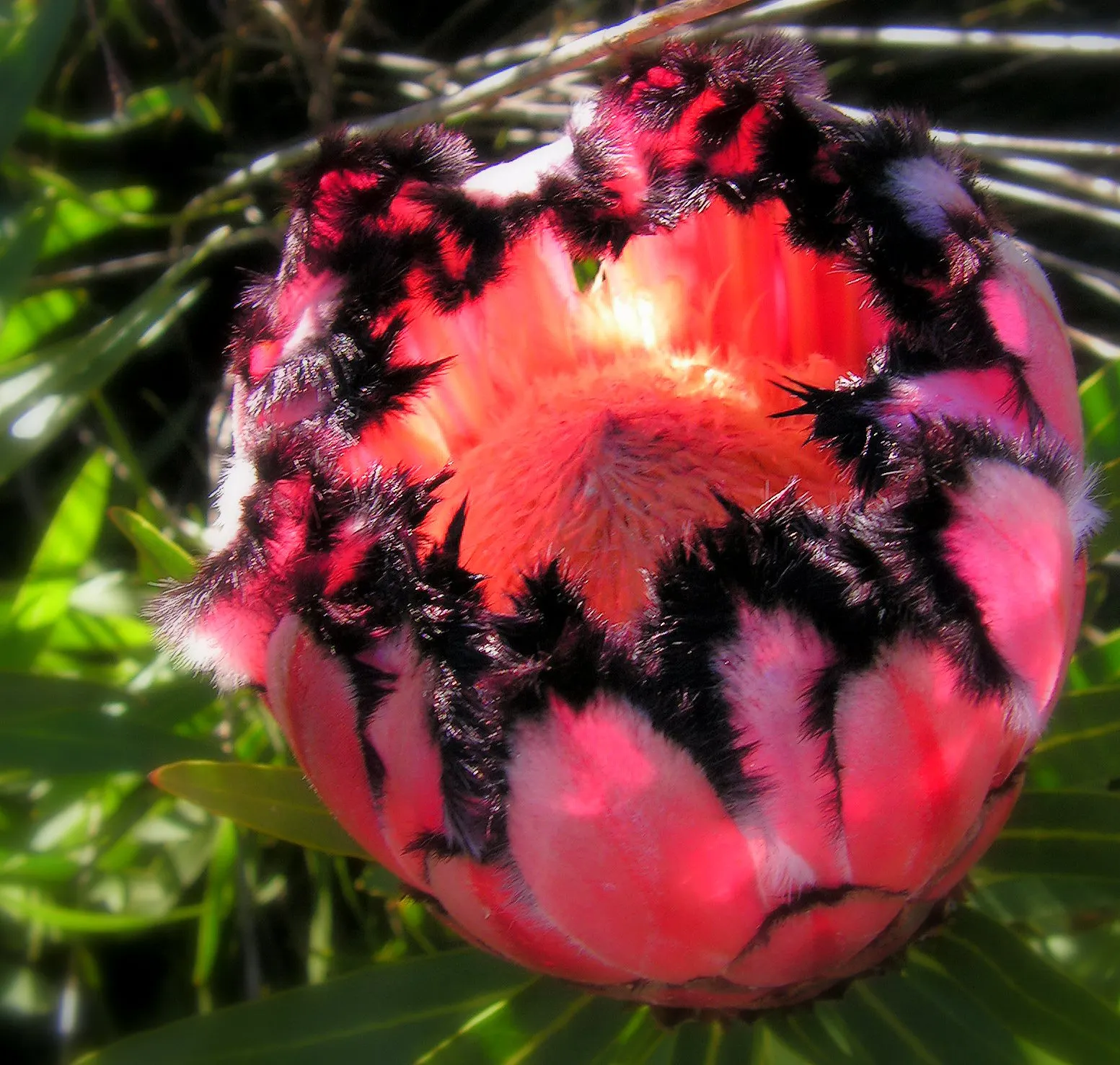 Oleanderleaf Protea (Protea Neriifolia) — Fertilizing should be carried out with caution; its leaves are narrowly lance-shaped, measuring about 4 to 6 inches