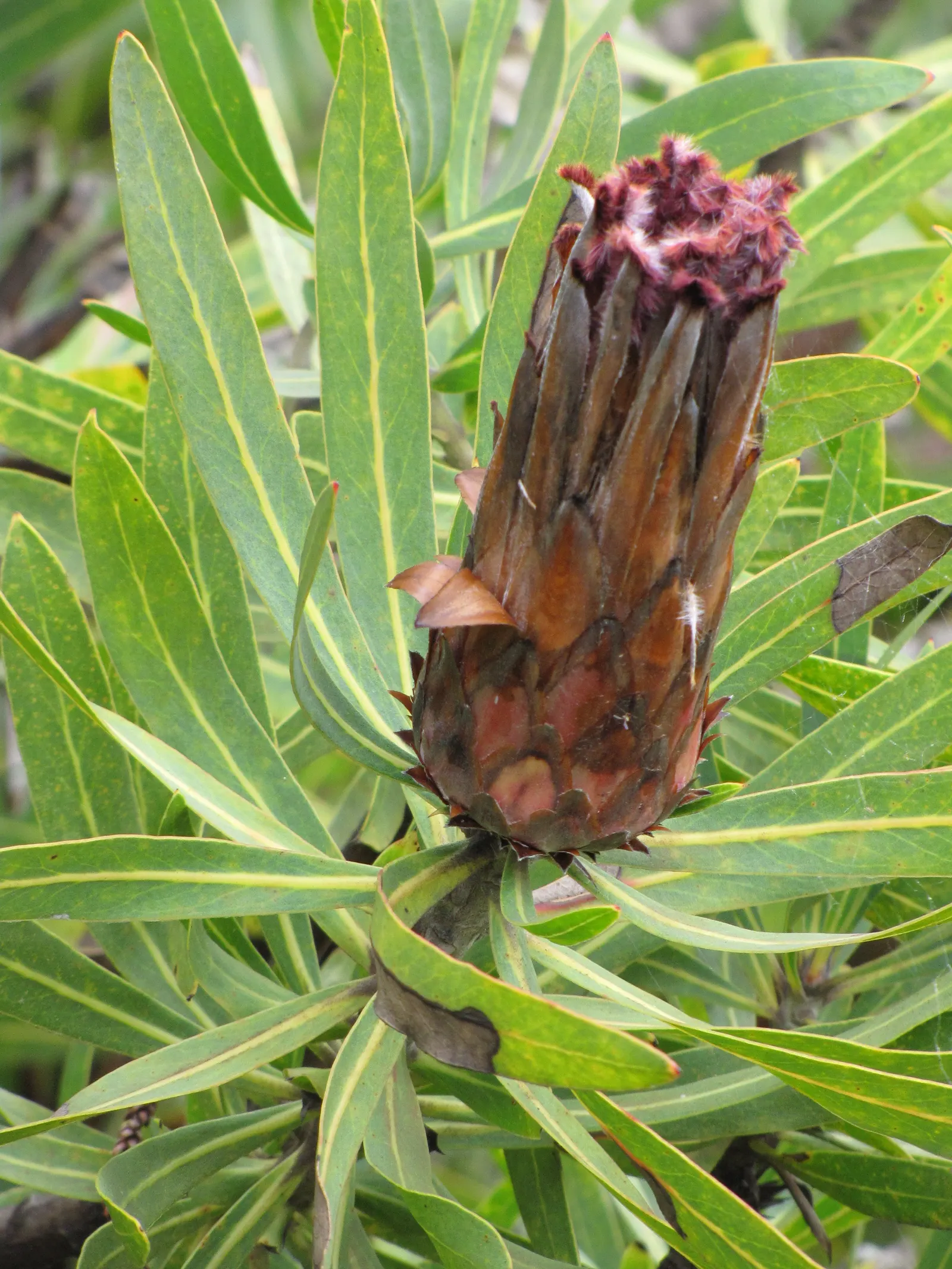 Oleanderleaf Protea (Protea Neriifolia) — especially nectar-feeding species