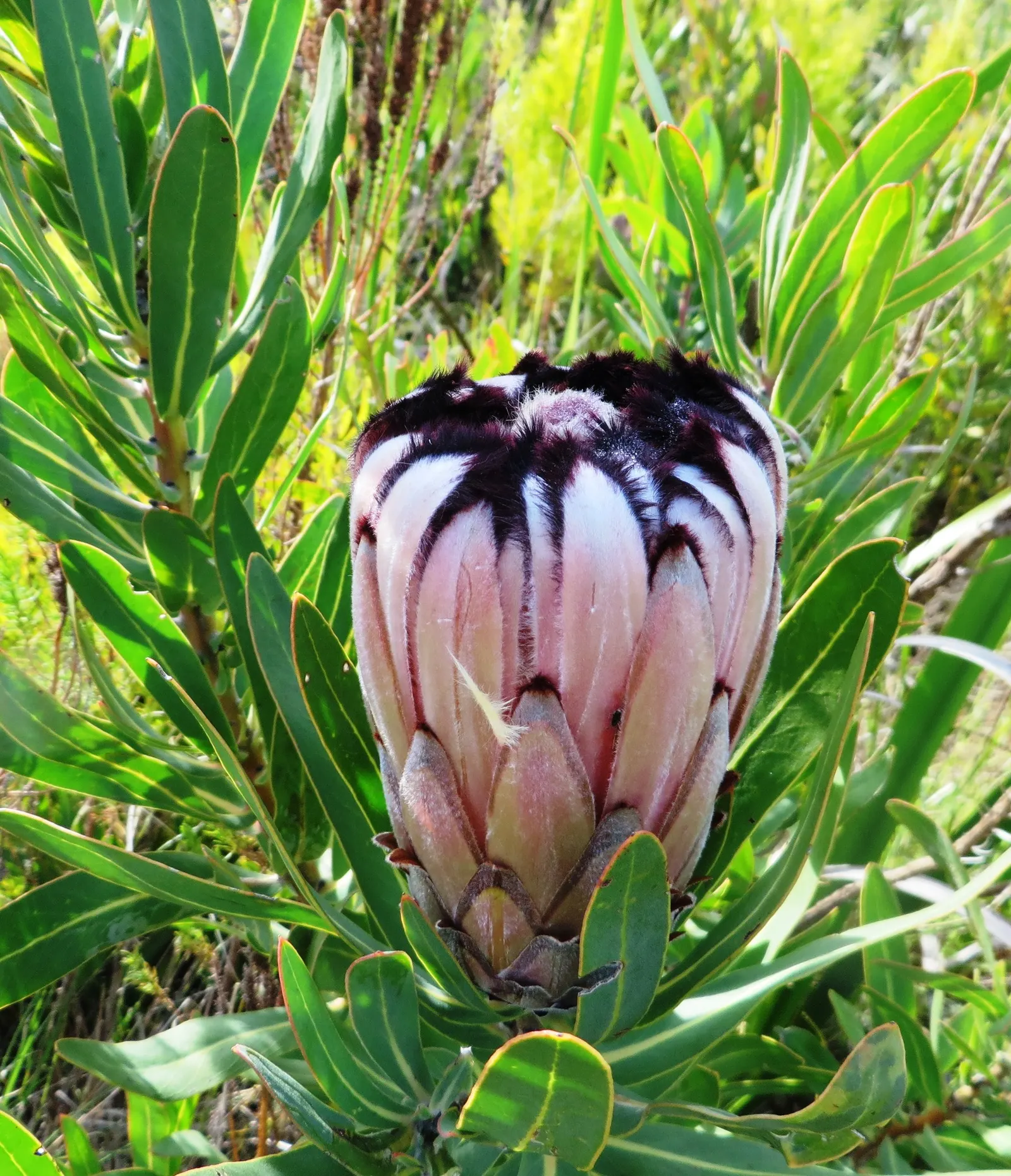 Oleanderleaf Protea (Protea Neriifolia) — making it a bold focal point in any landscape design