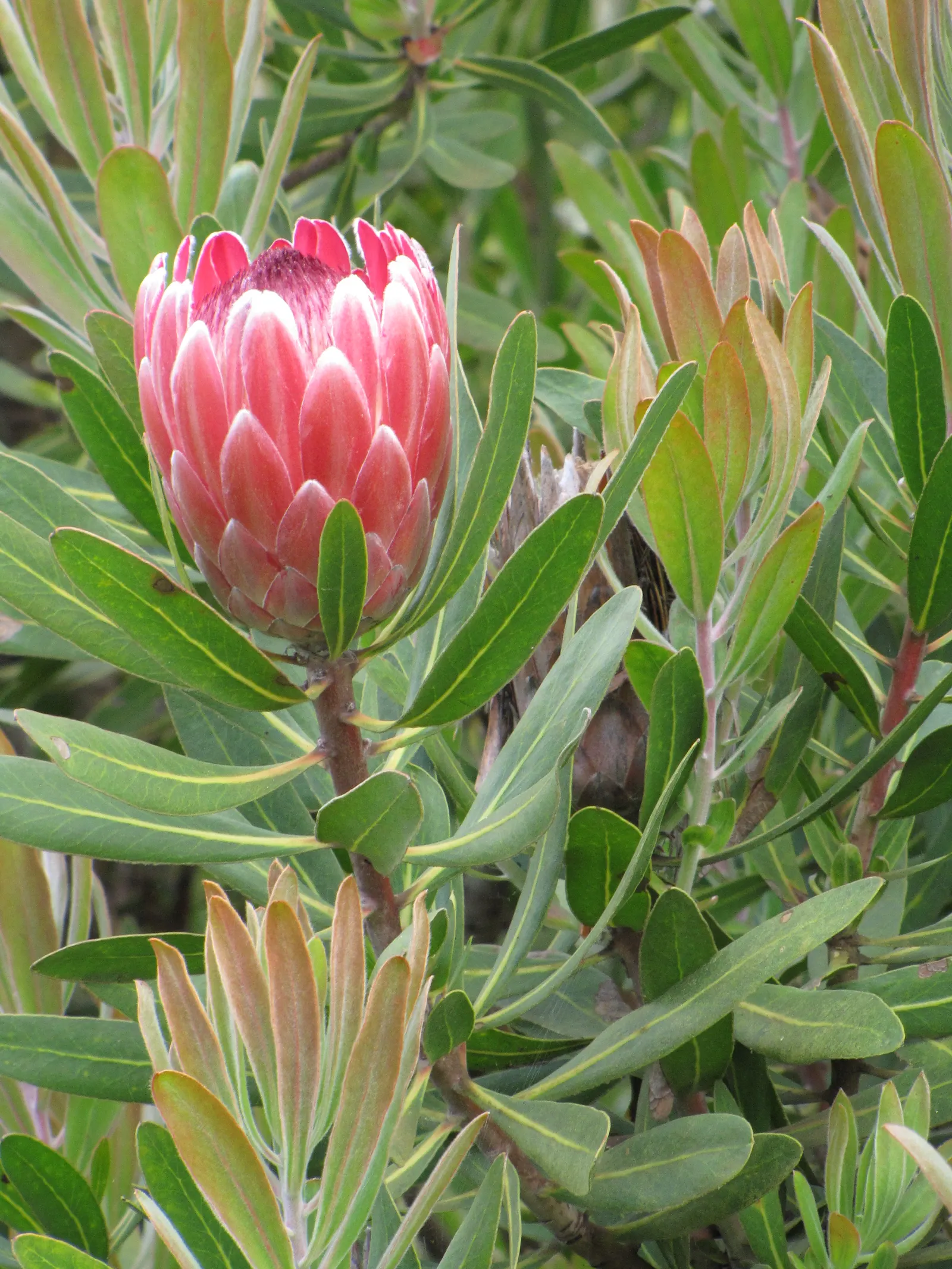 Oleanderleaf Protea (Protea Neriifolia) — It reaches up to 10 feet in height and spreads around 6 feet